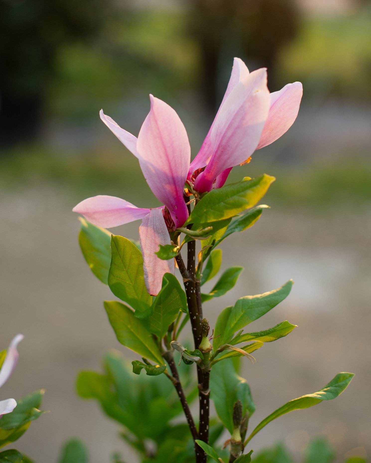 Jane Magnolia