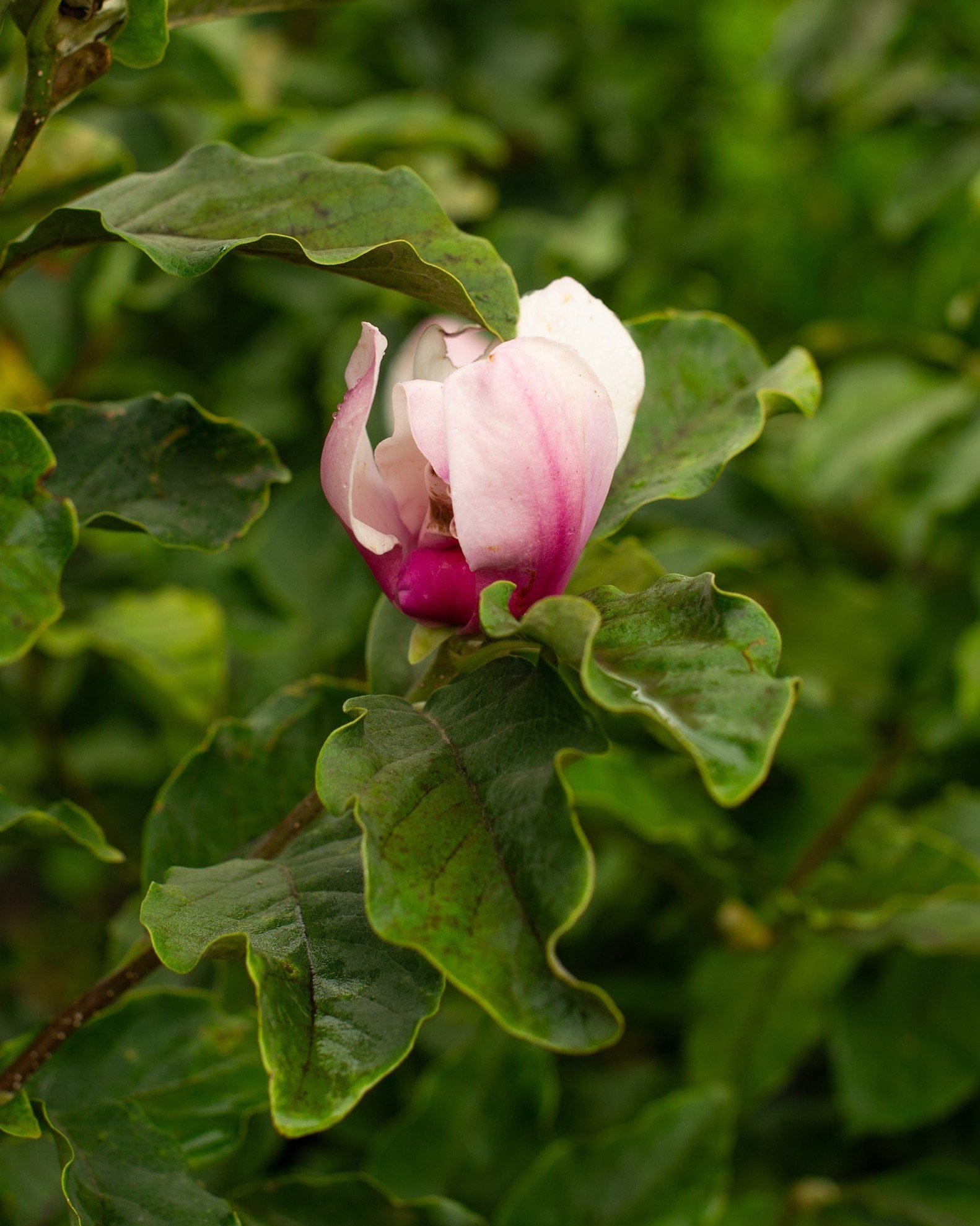 Jane Magnolia - view 3