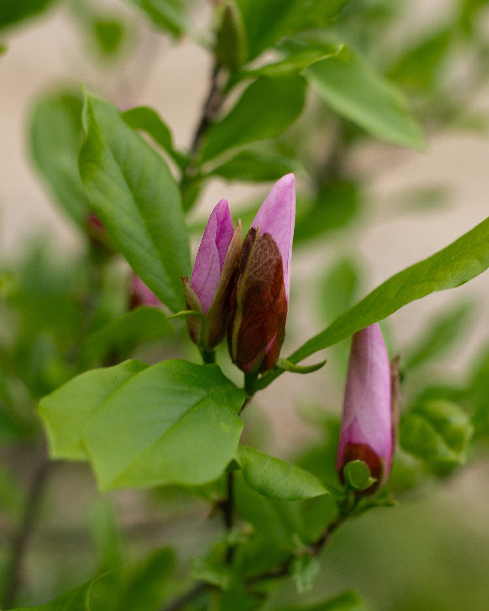 Jane Magnolia - view 5