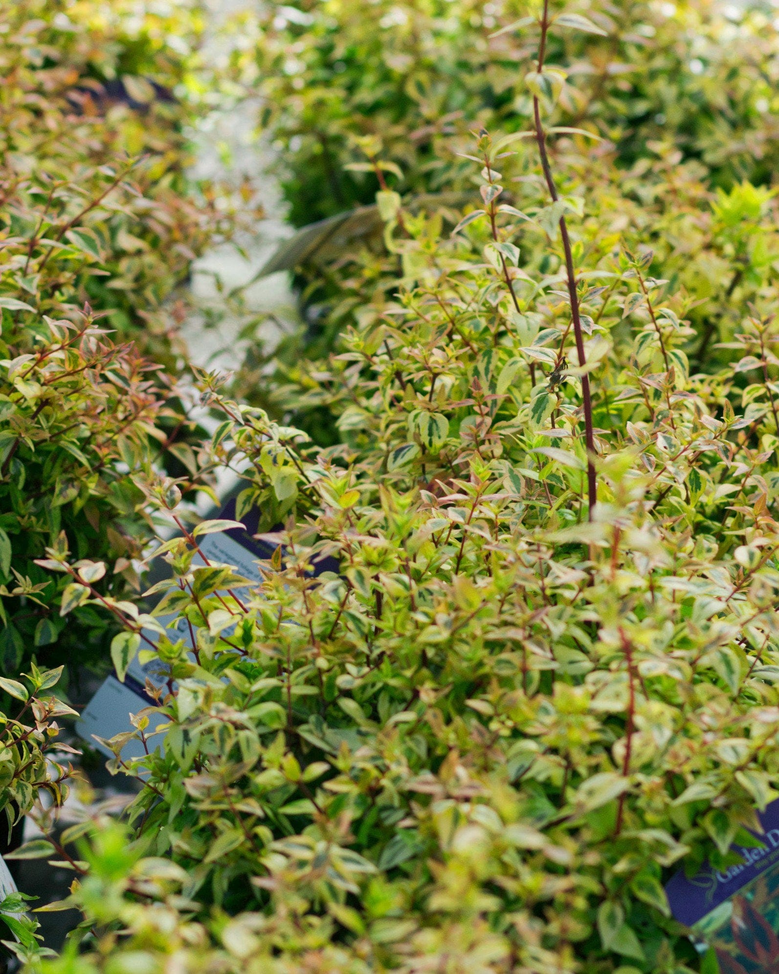 Kaleidoscope Abelia - view 3