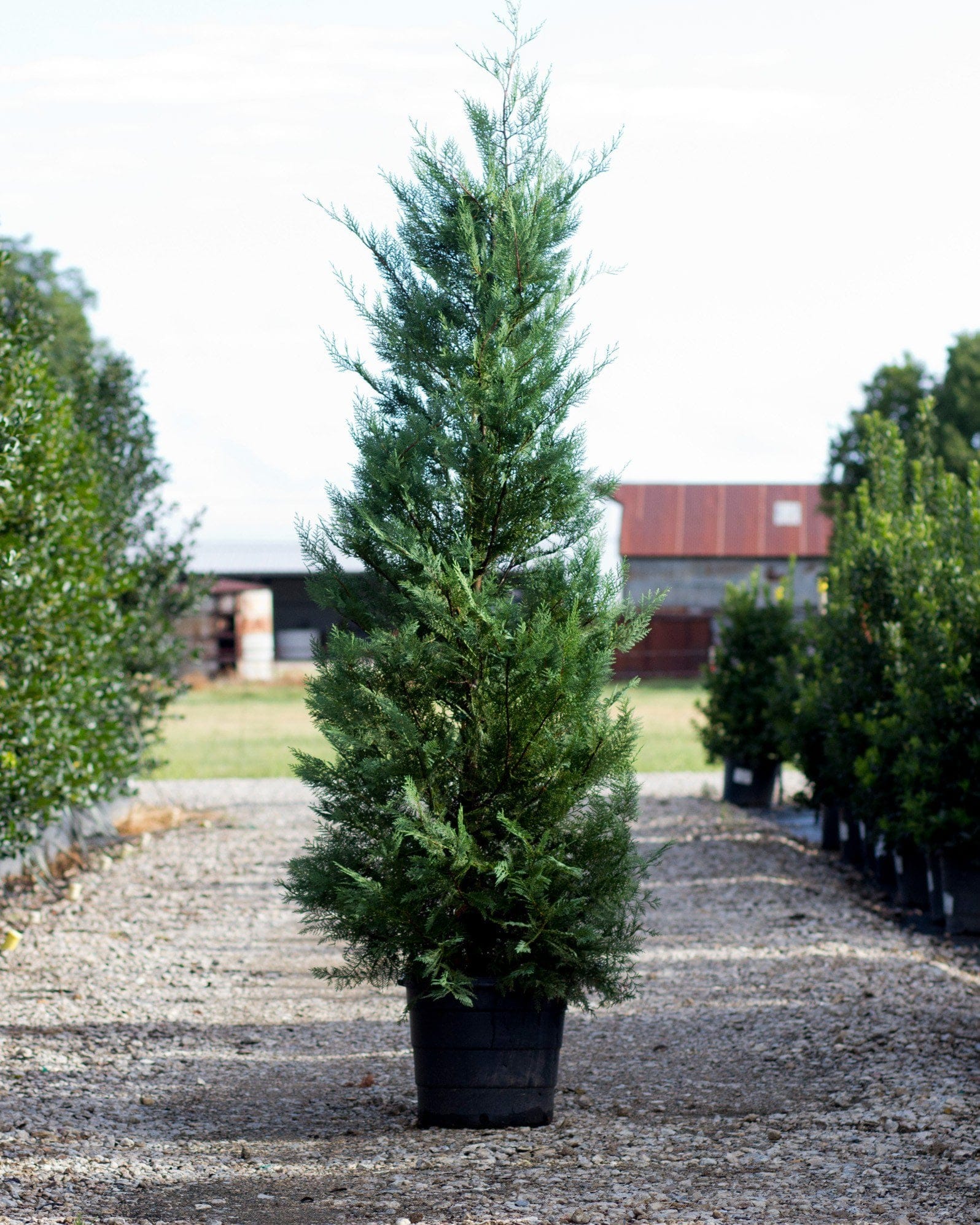 Leyland Cypress Murray