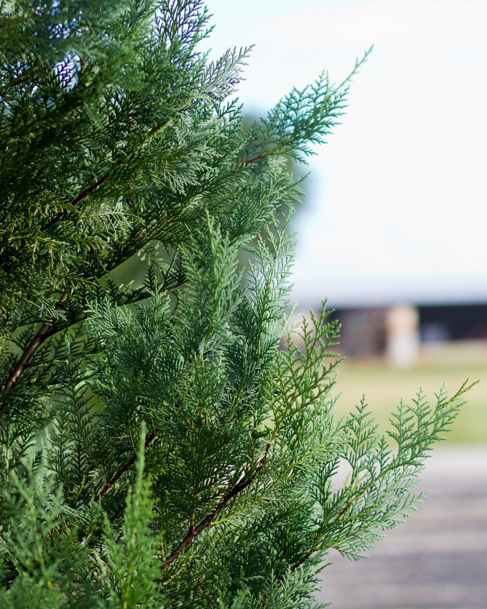 Leyland Cypress Murray - view 2