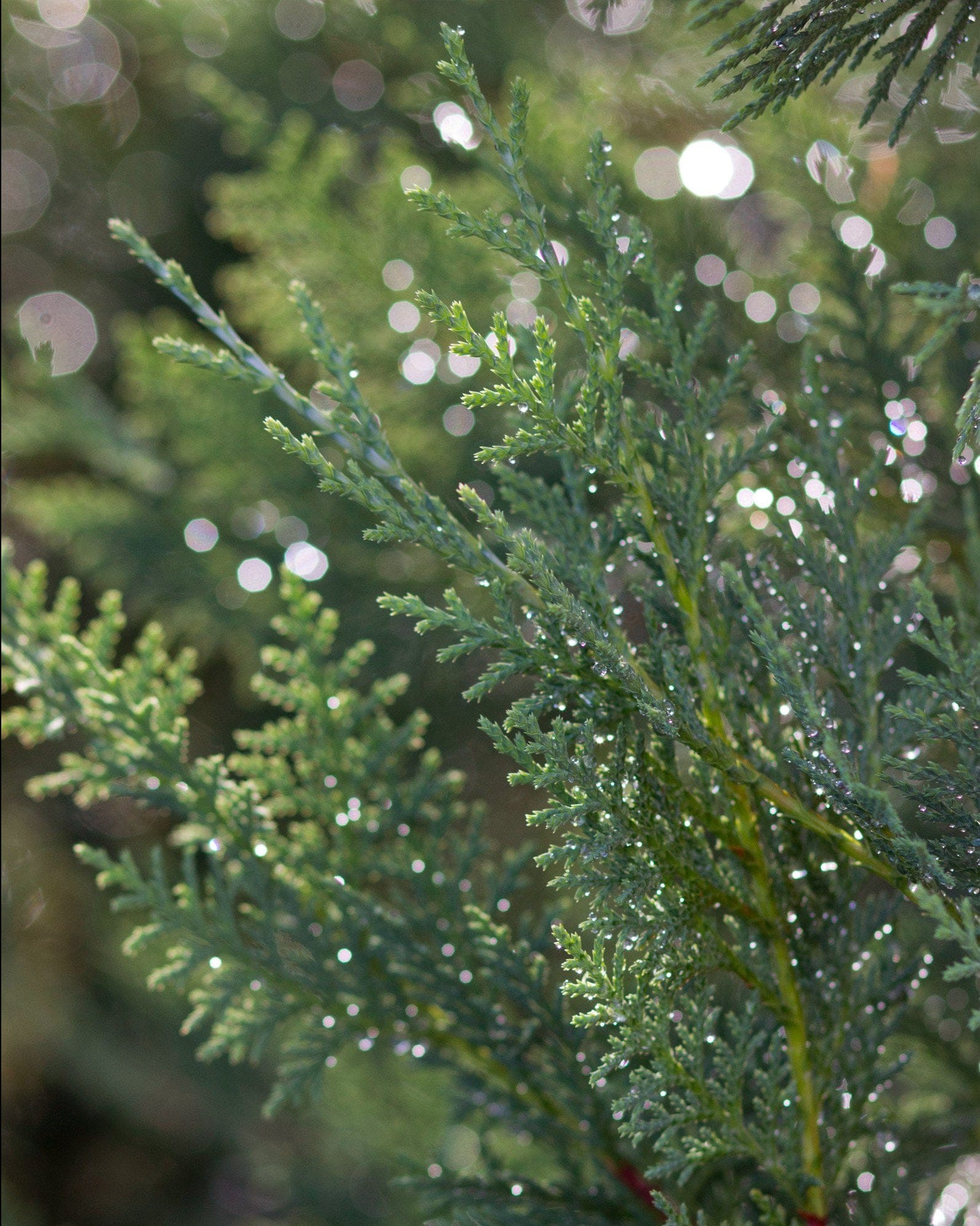 Leyland Cypress Murray - view 3