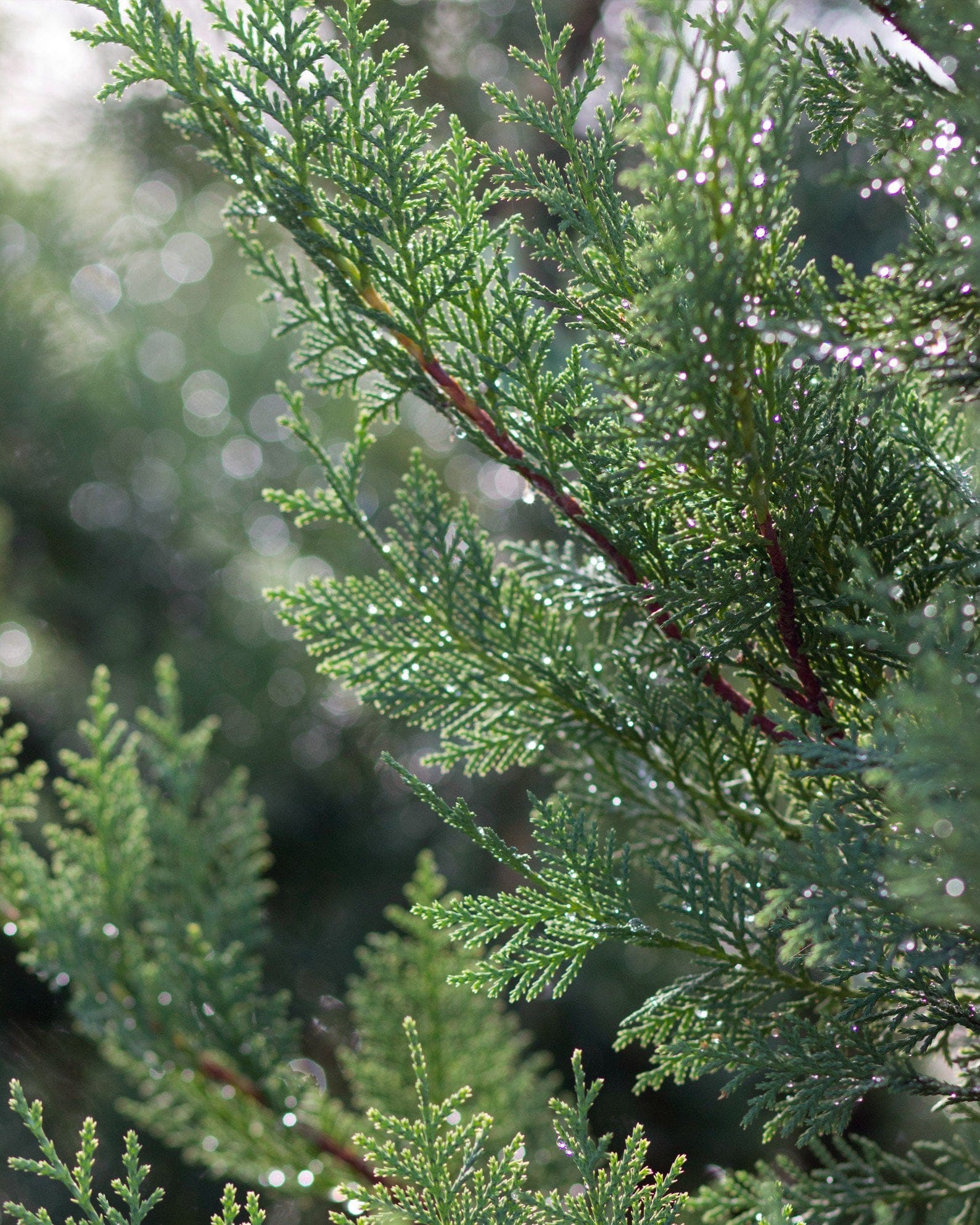 Leyland Cypress Murray - view 4