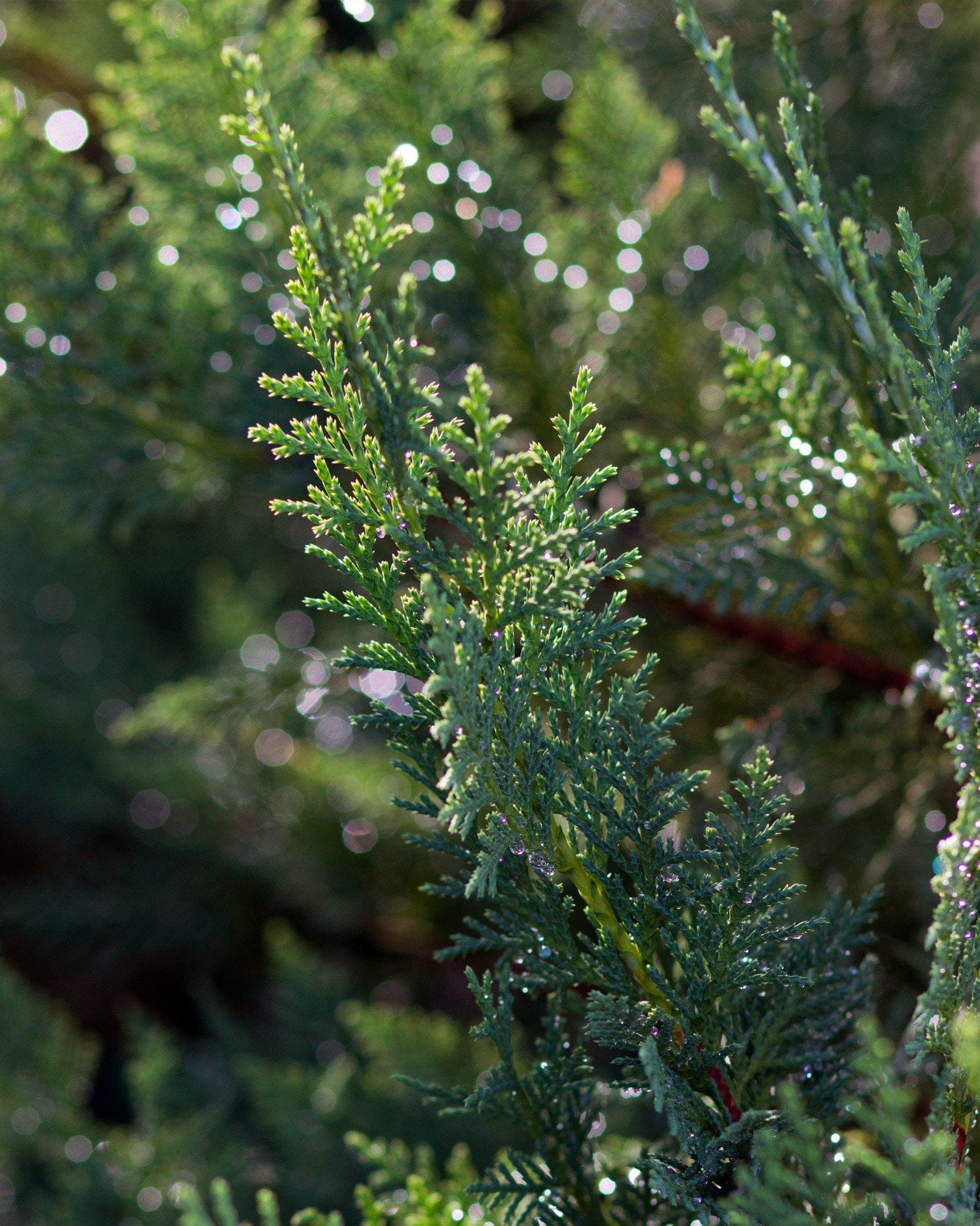 Leyland Cypress Murray - view 5