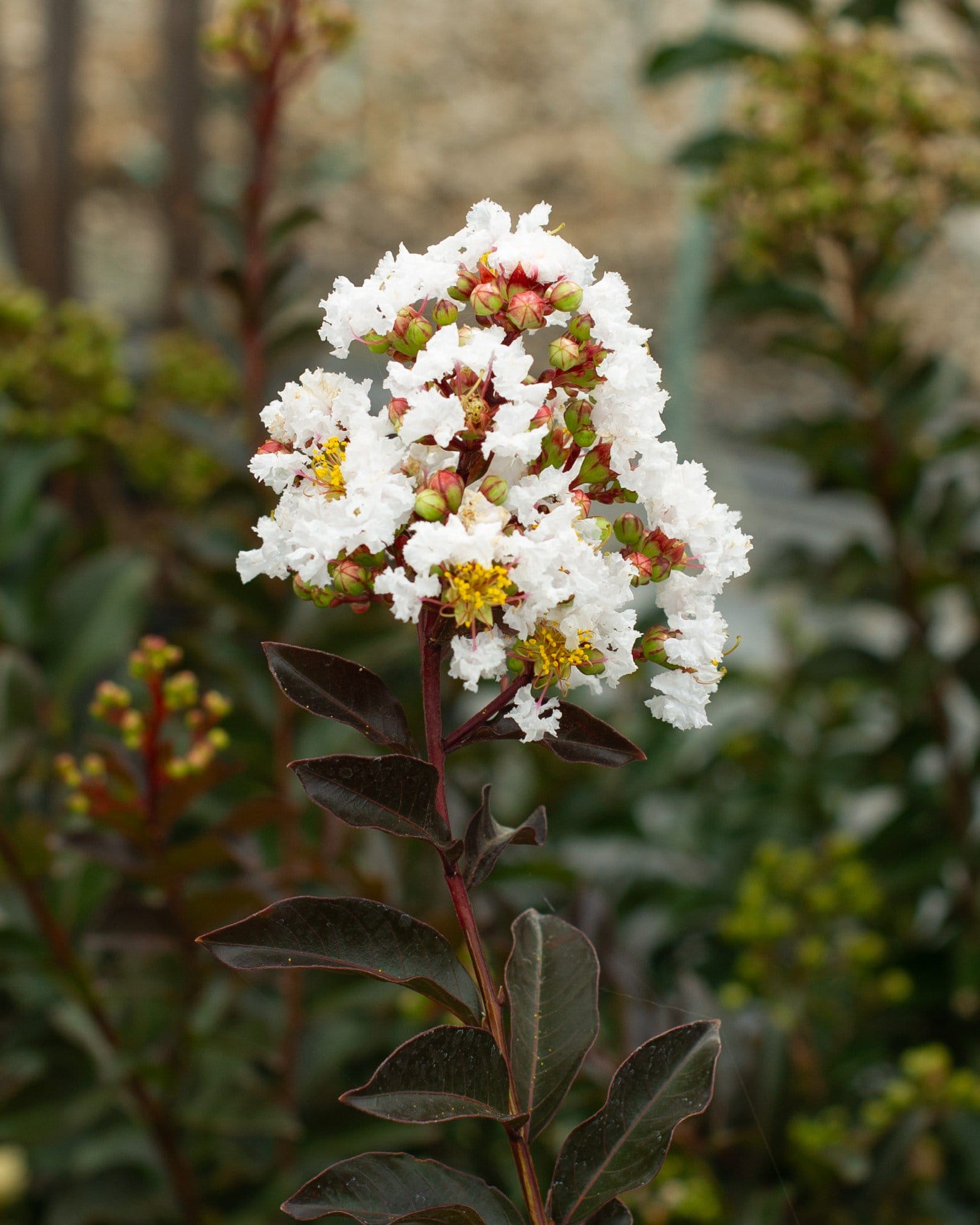 Like a Latte Crape Myrtle - view 2