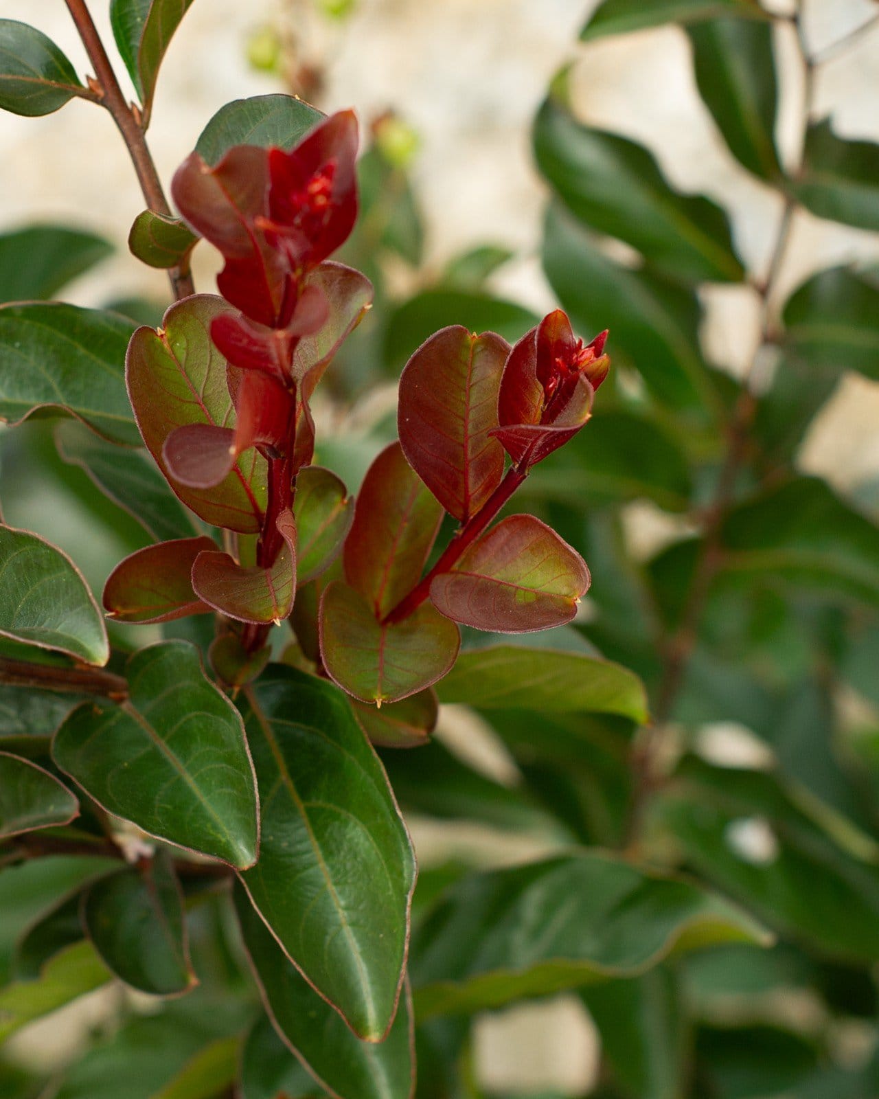 Like a Latte Crape Myrtle - view 3
