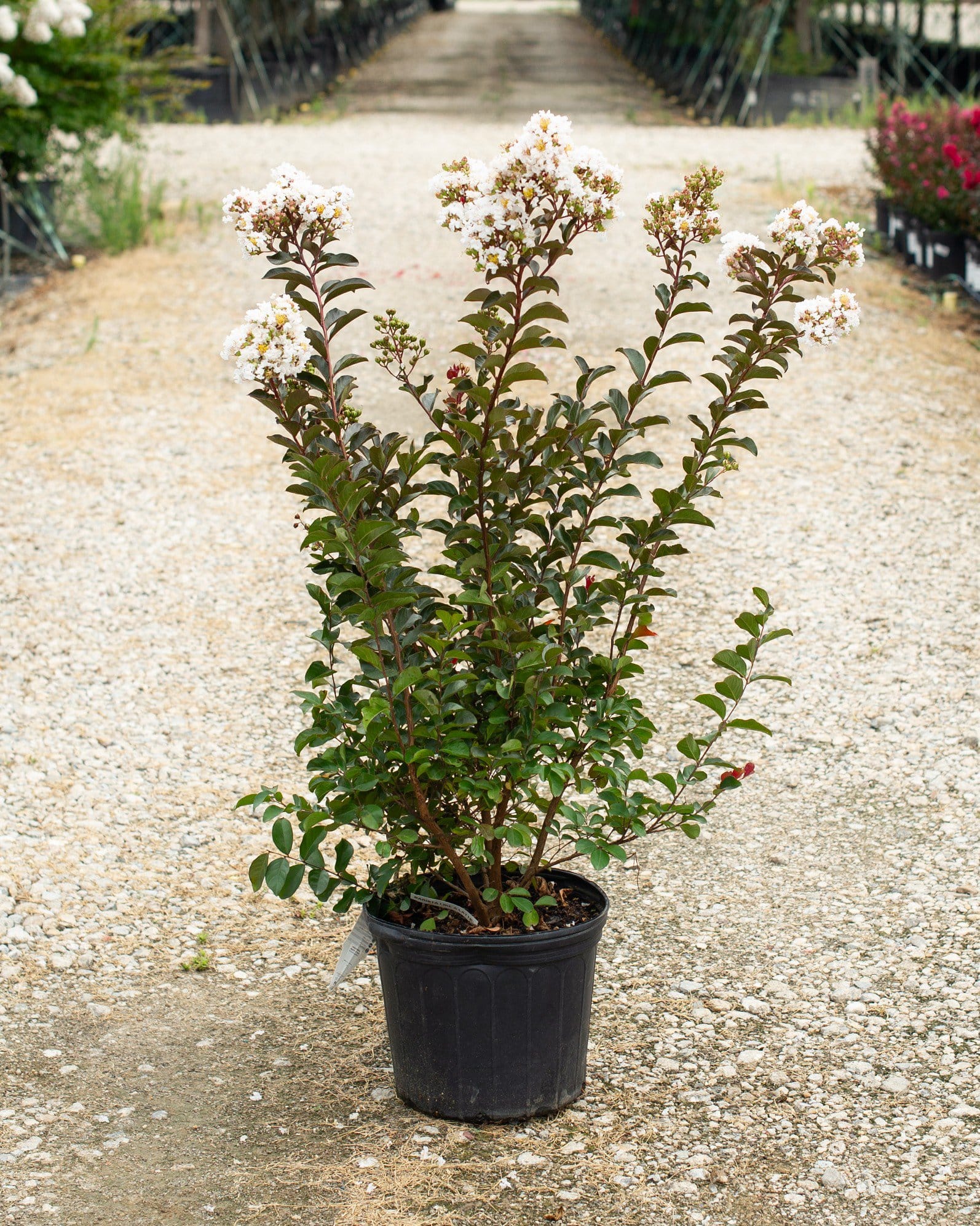 Like a Latte Crape Myrtle - view 4