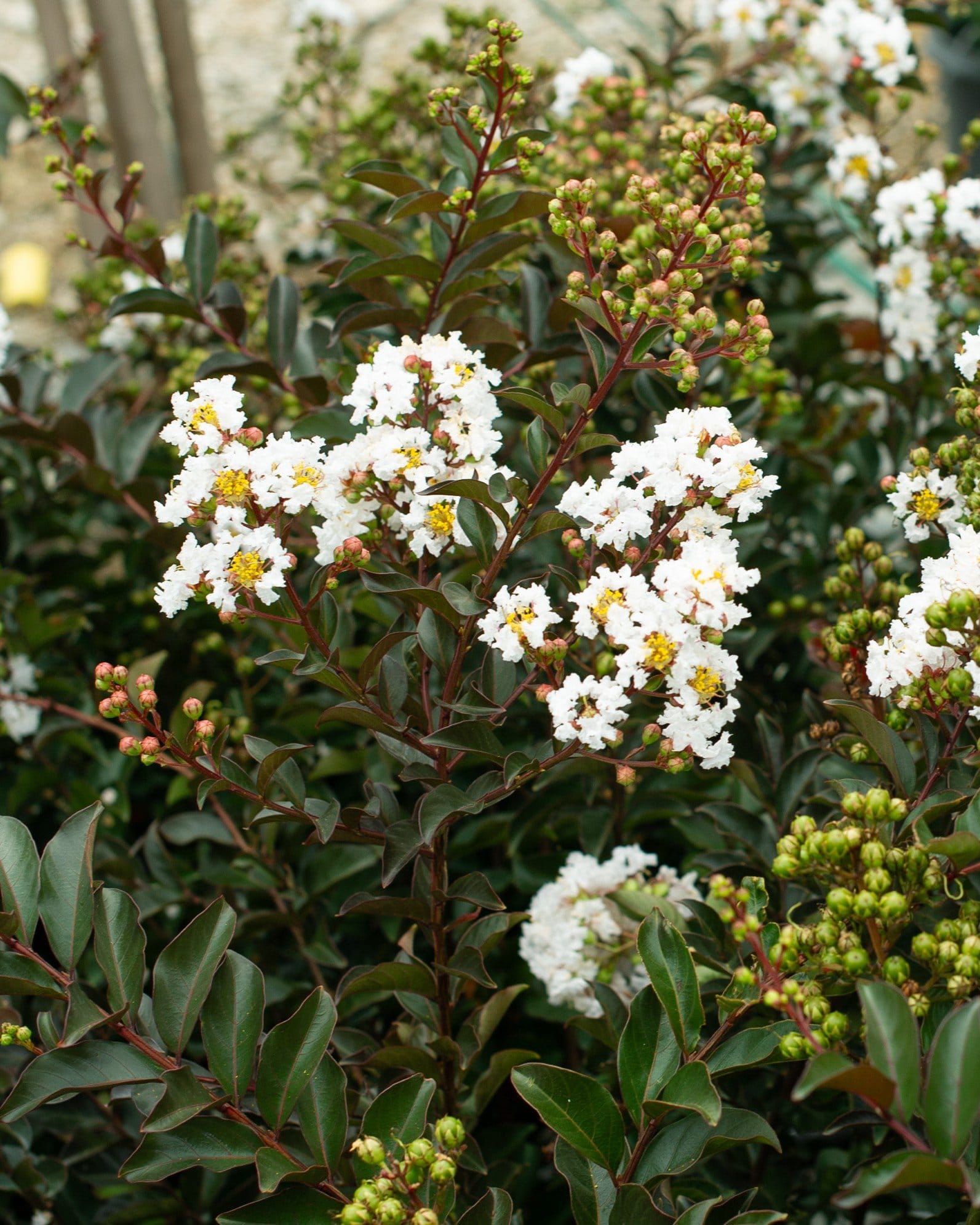 Like a Latte Crape Myrtle - view 5