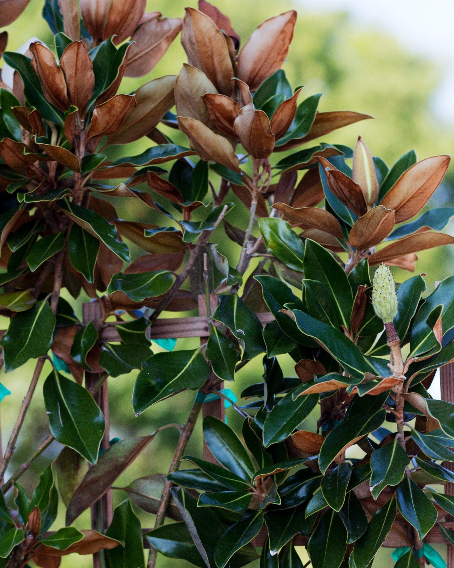 Little Gem Magnolia Espalier - view 4