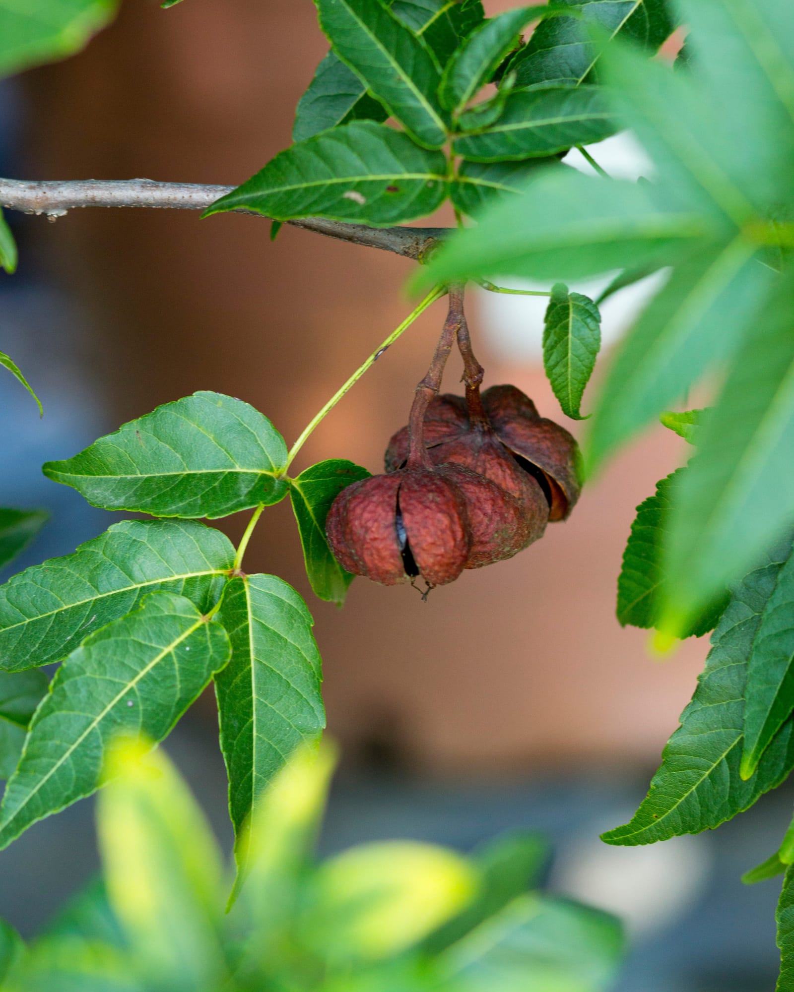 Mexican Buckeye