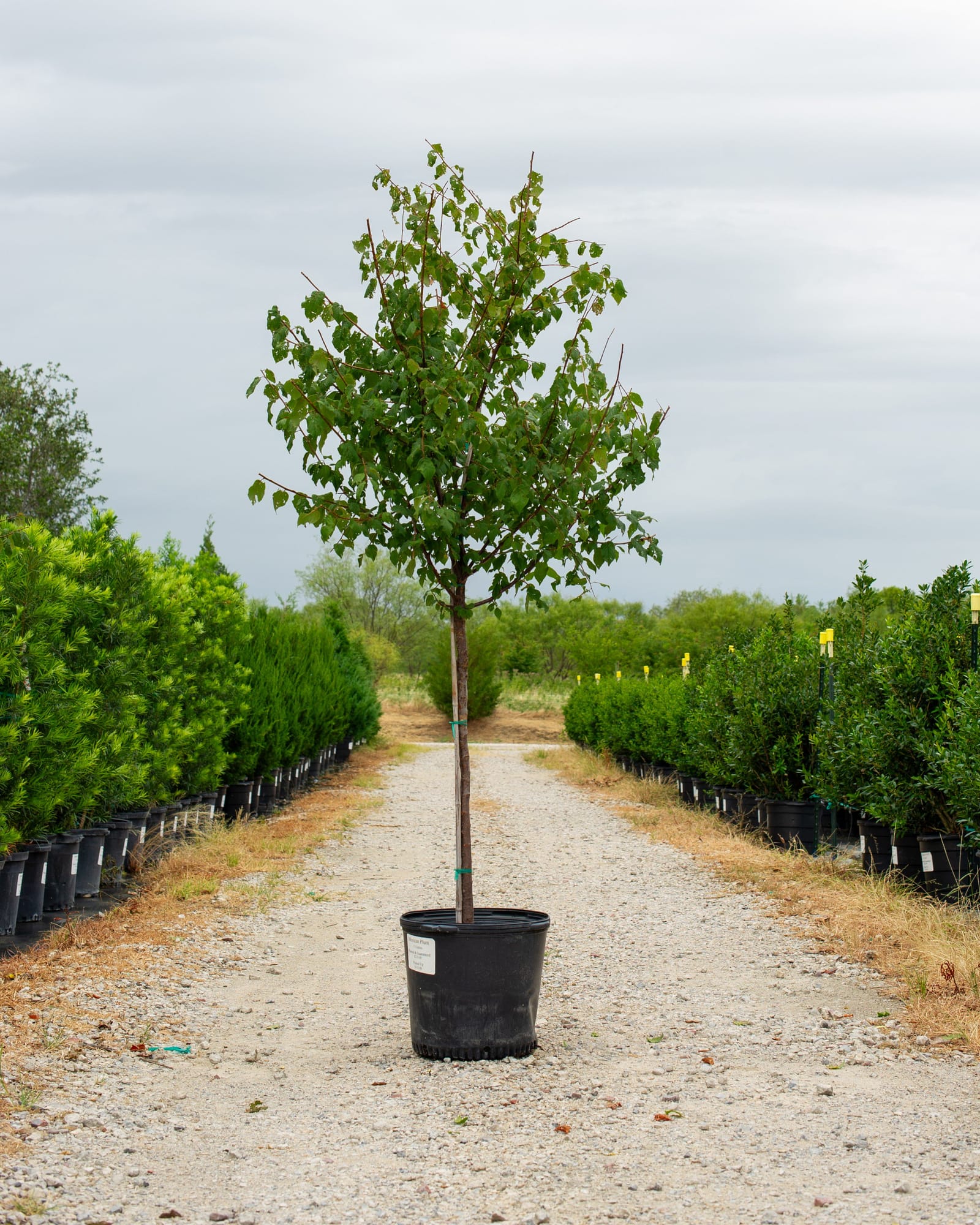 Mexican Plum