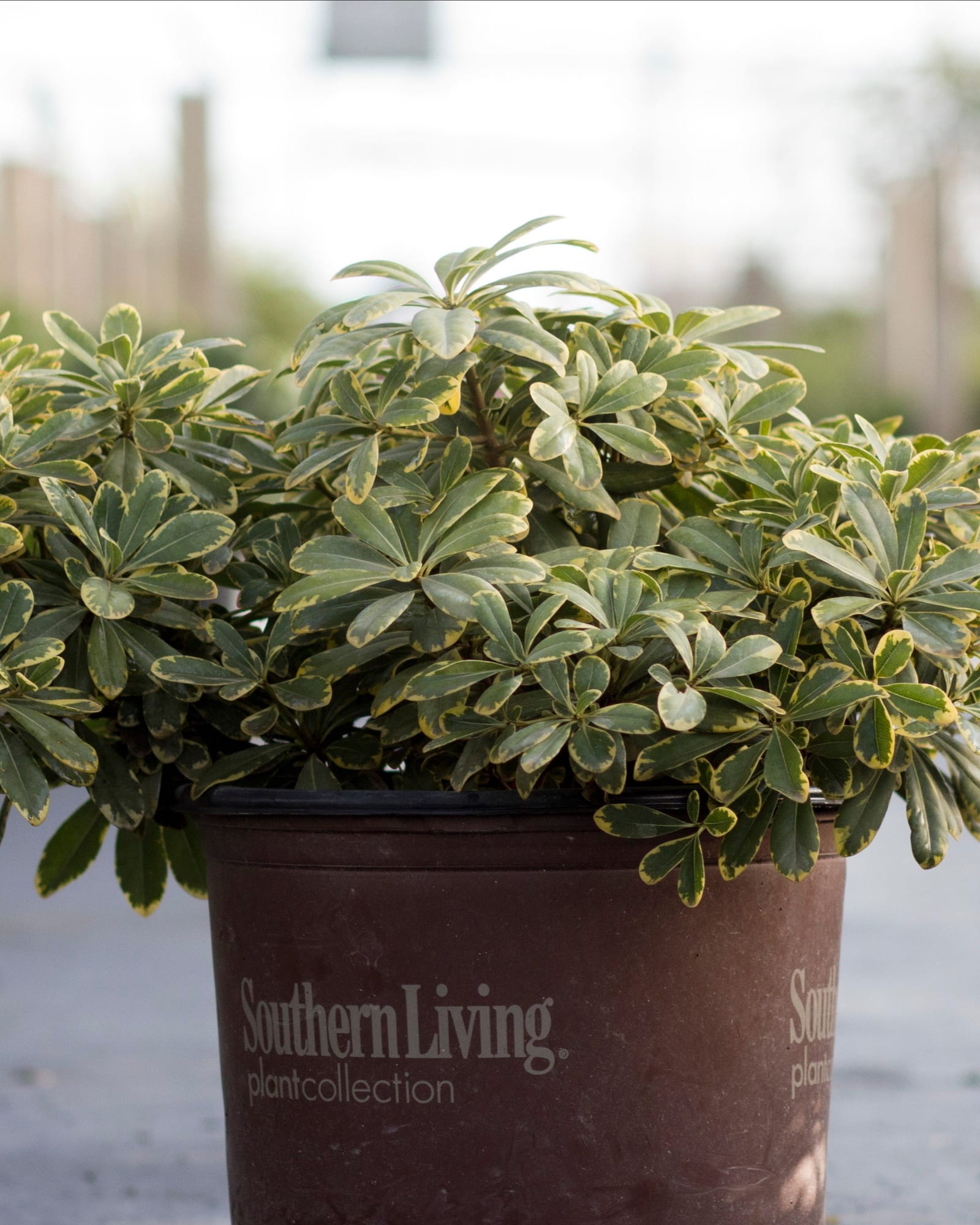 Mojo Dwarf Pittosporum