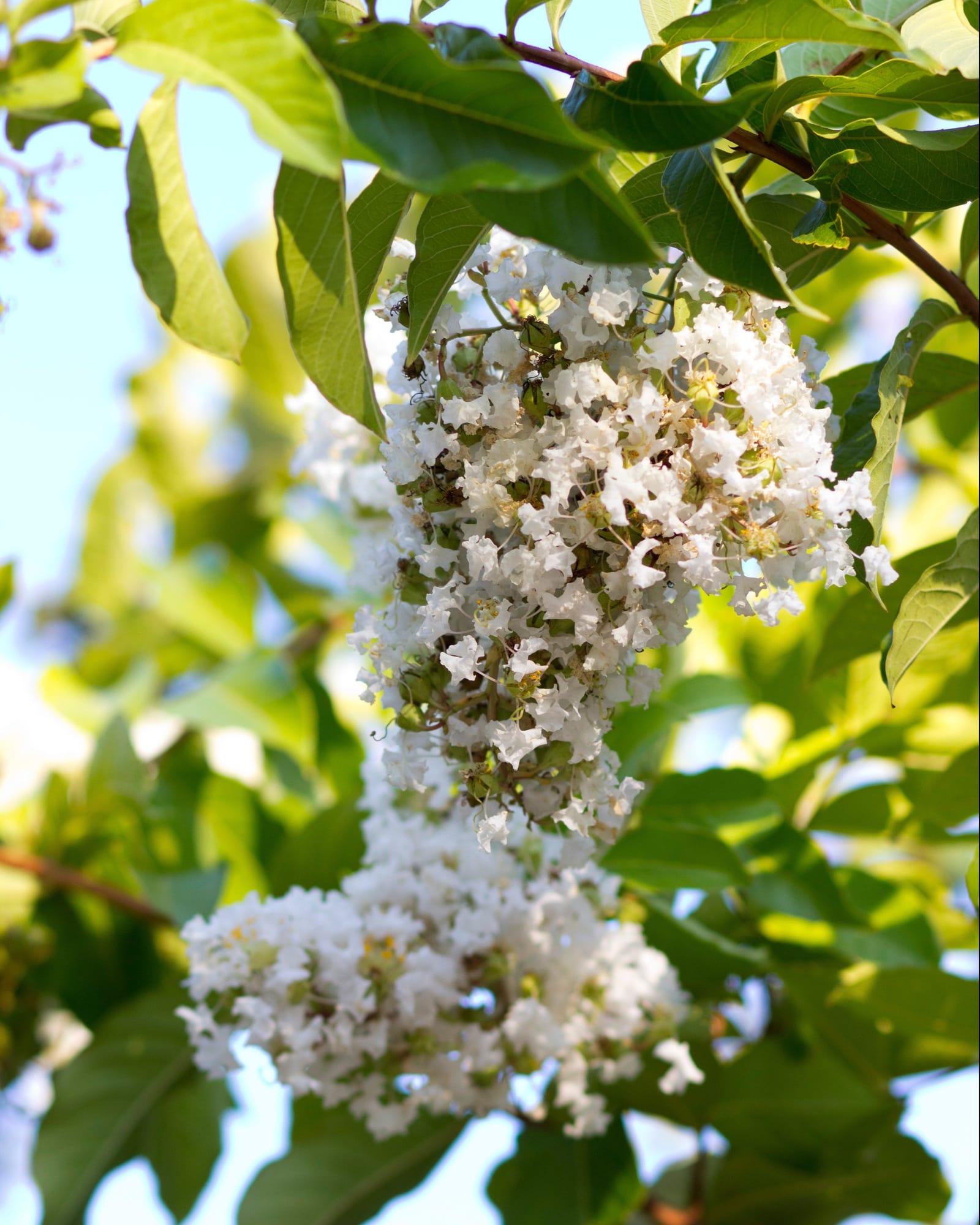 Natchez Crape Myrtle
