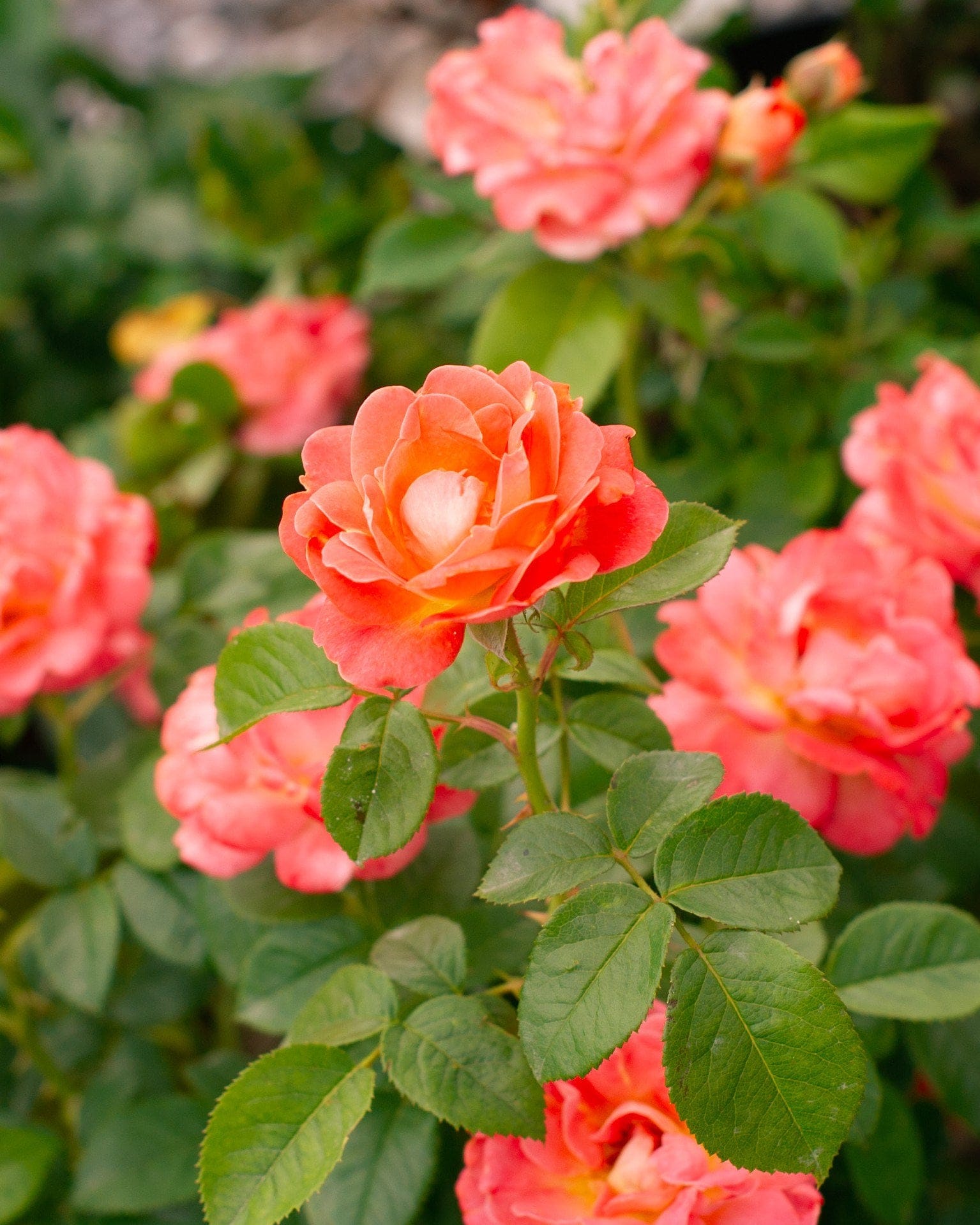 Orange Glow Knock Out Rose