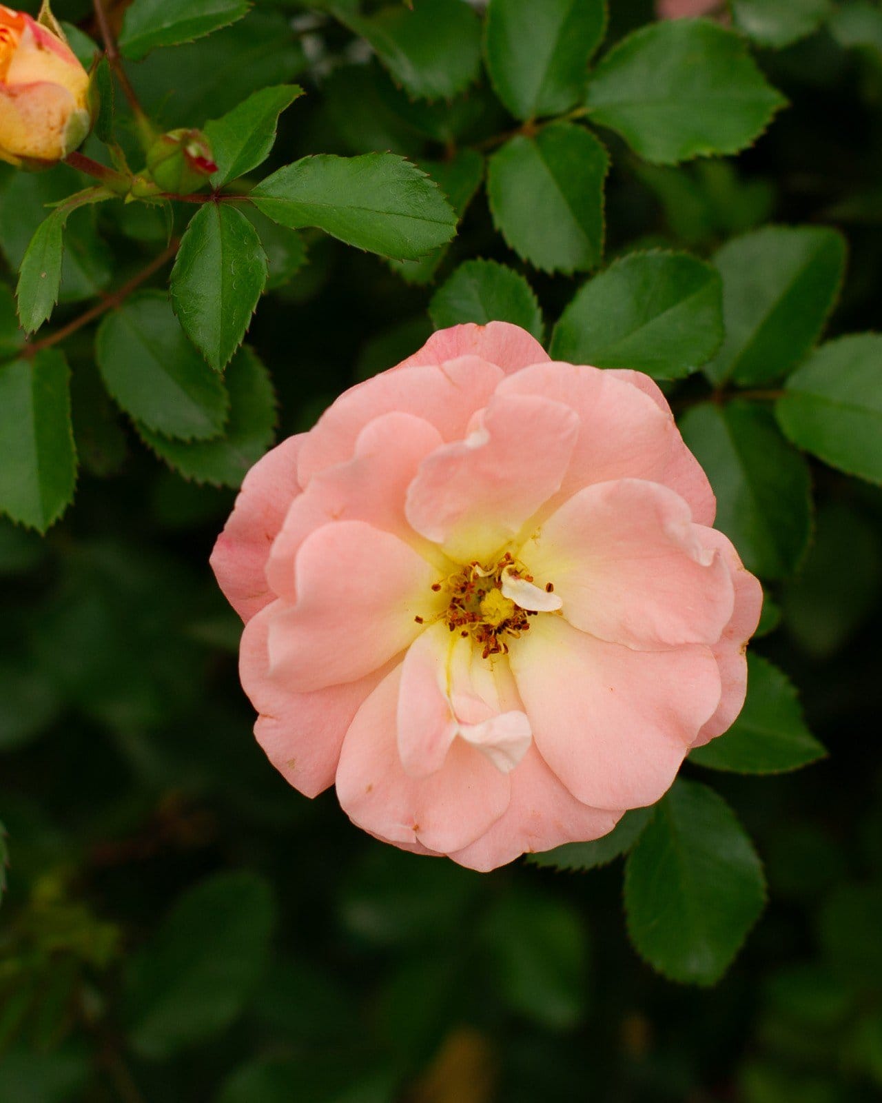 Peach Drift Rose Tree Form - Main Image