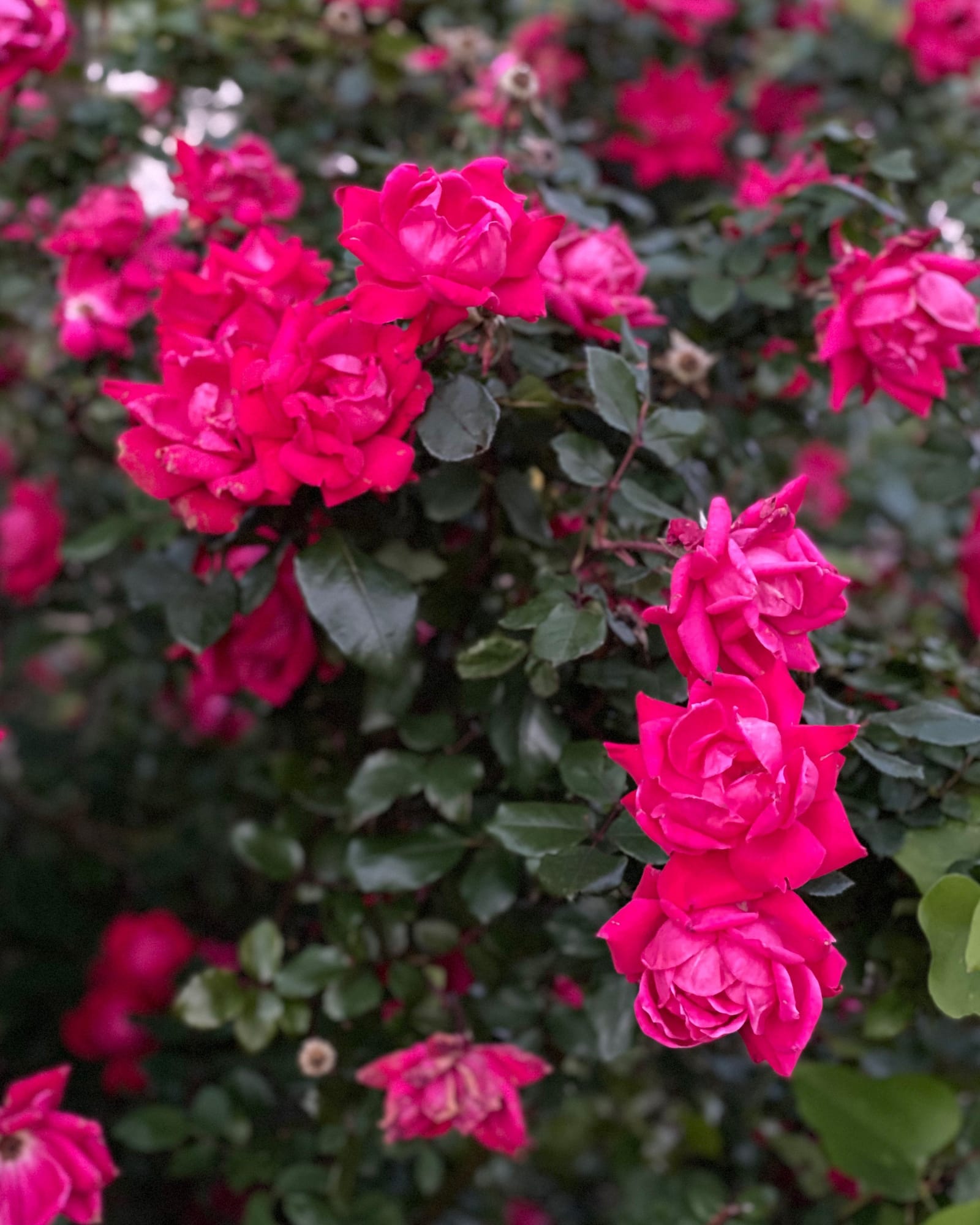 Pink Double Knock Out Rose
