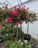 Pink Double Knock Out Rose Tree Form thumbnail 1