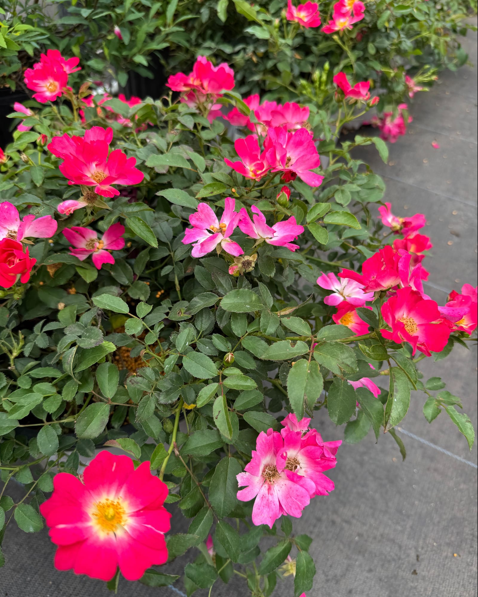 Pink Drift Rose