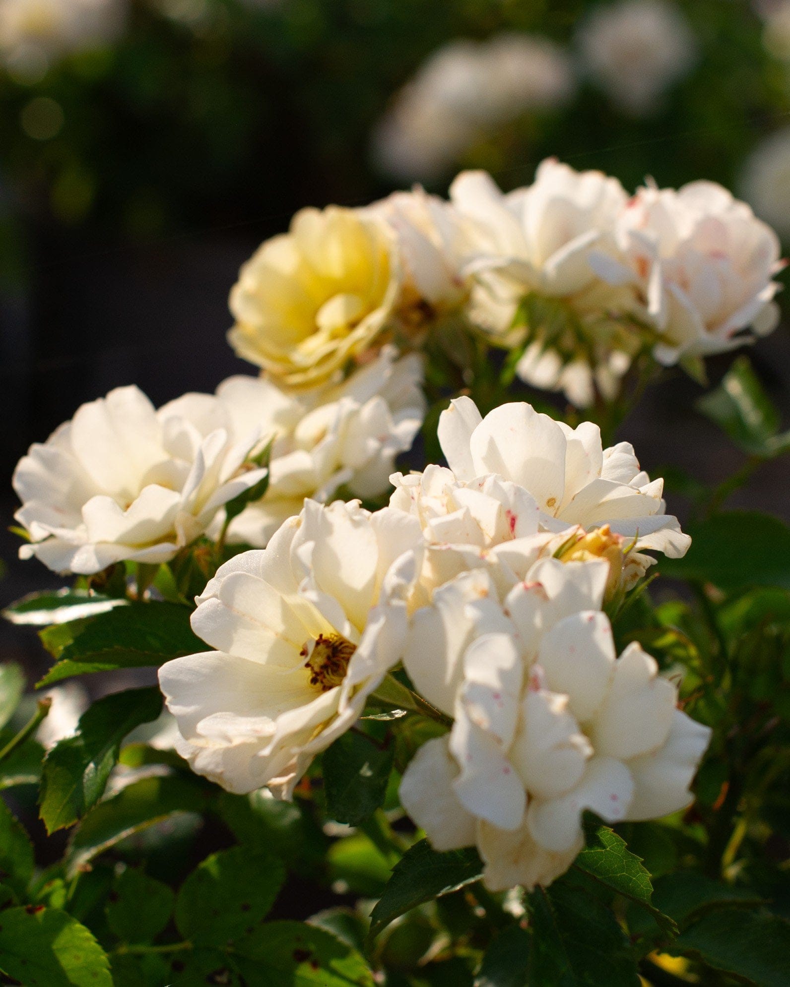 Popcorn Drift Rose