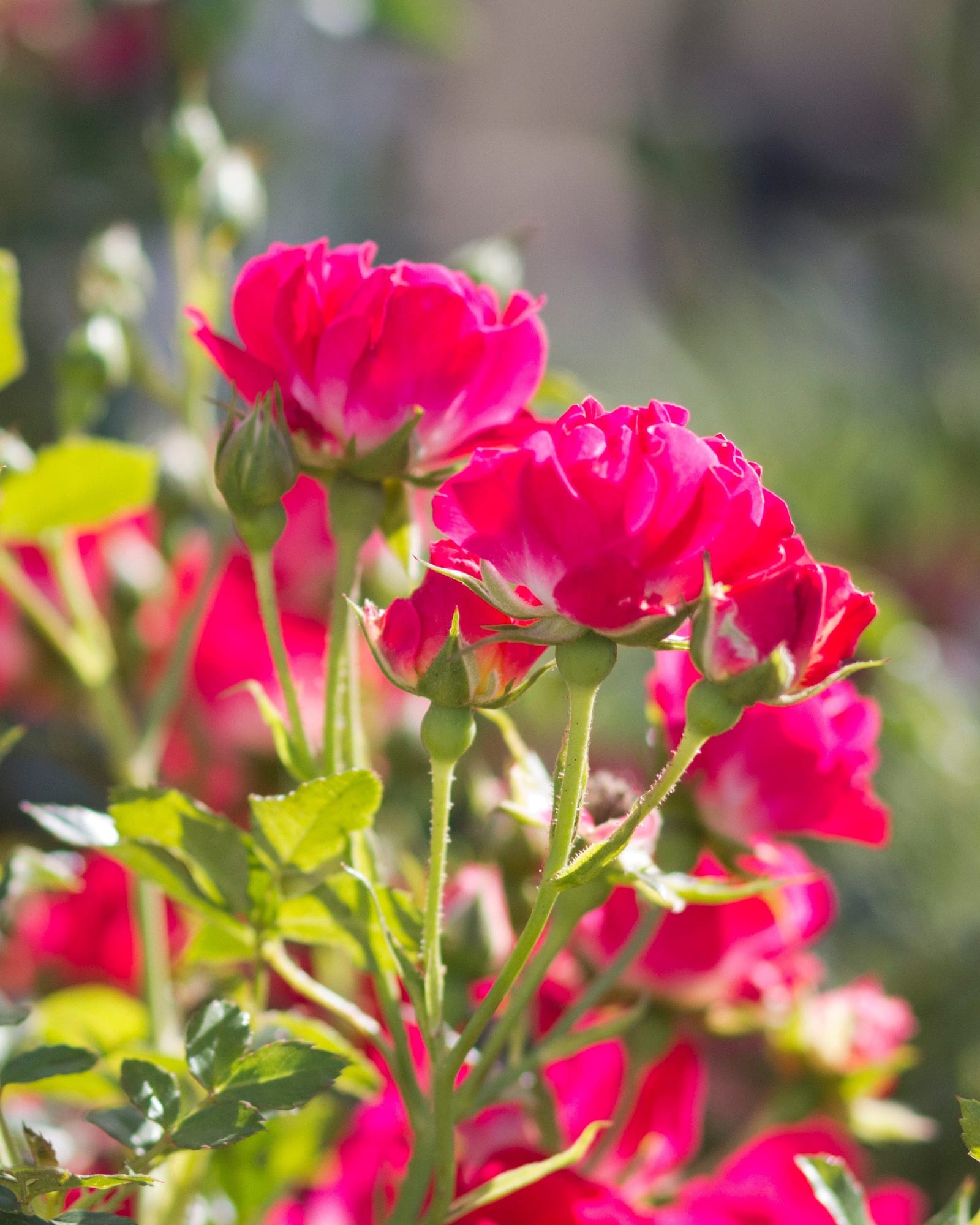 Red Drift Rose