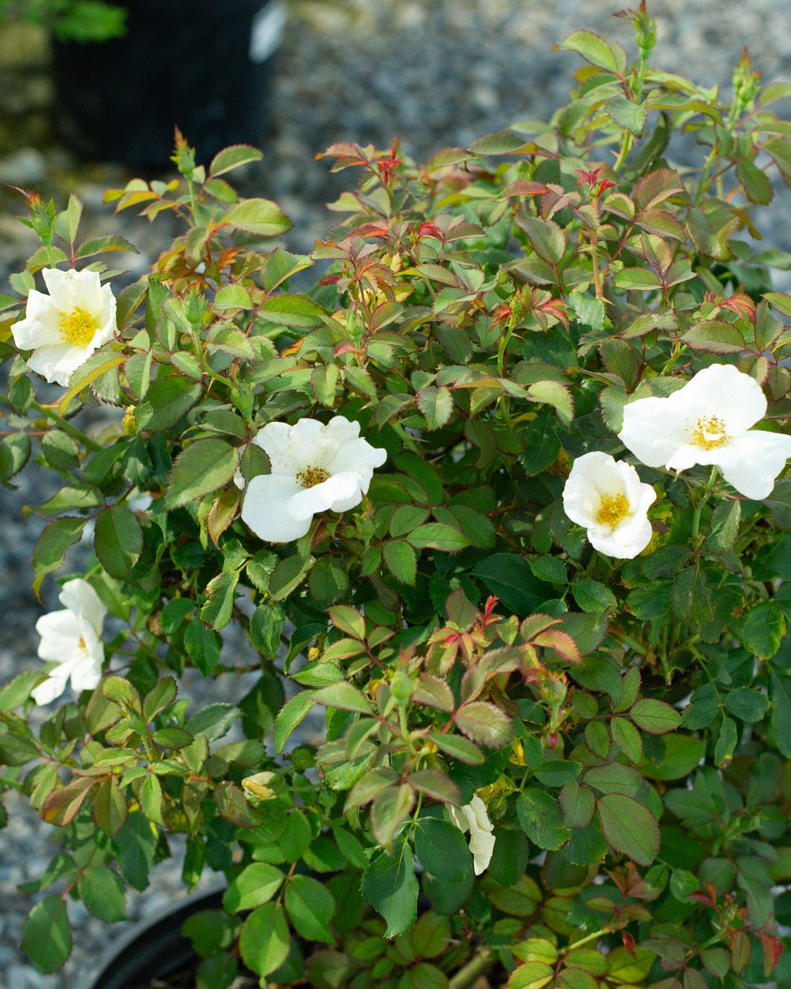 White Knock Out Rose