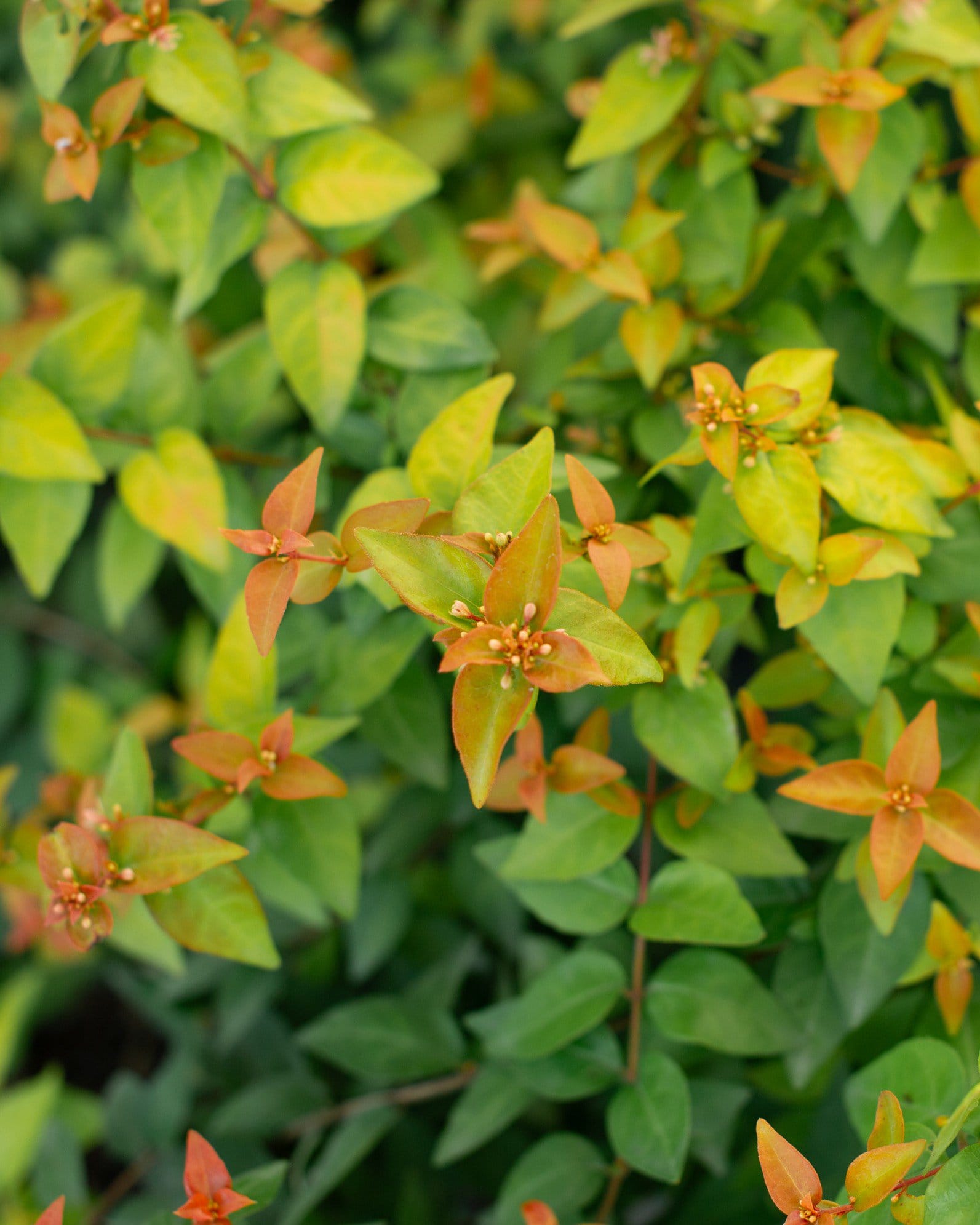 Peach Perfection Abelia