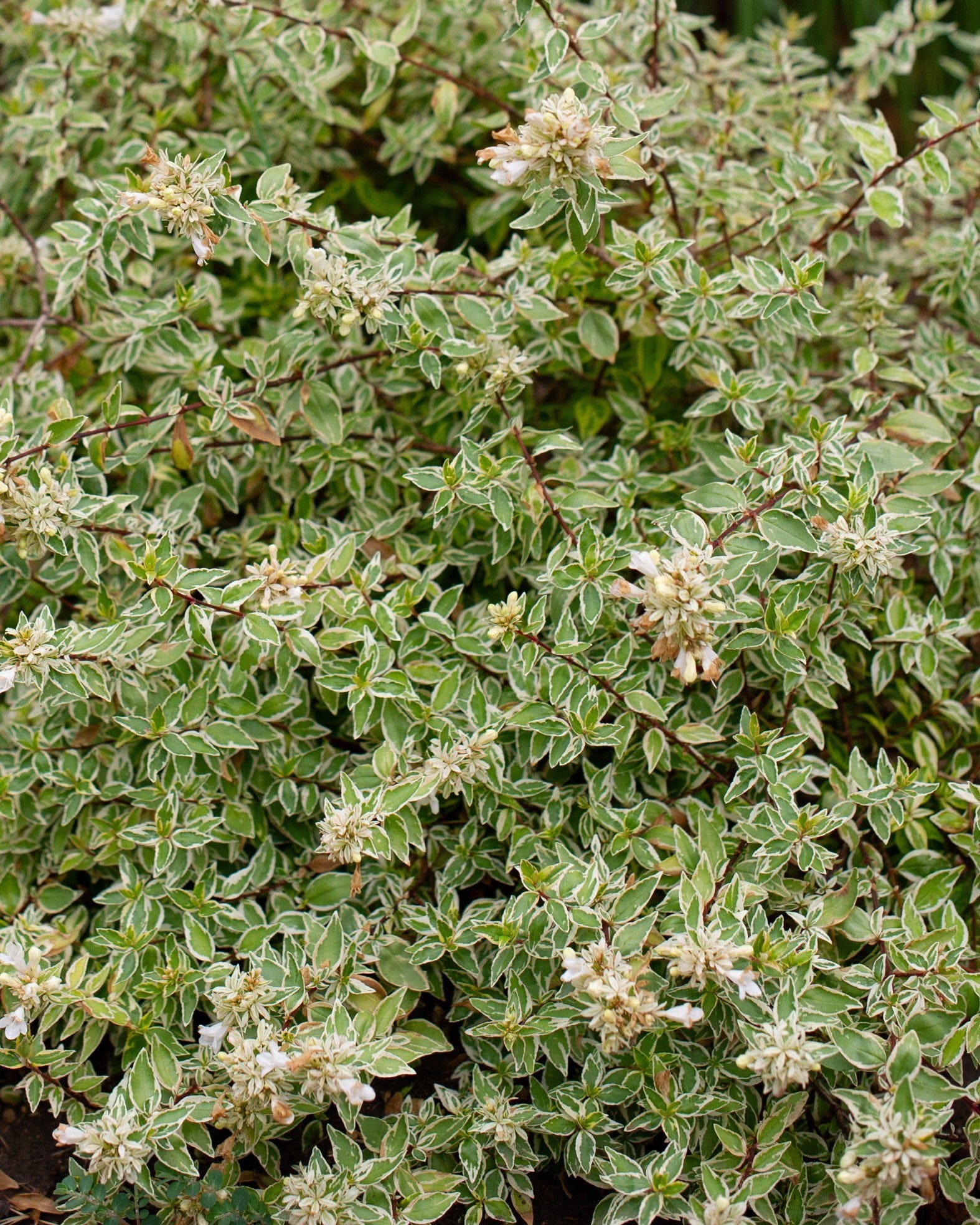Radiance Abelia