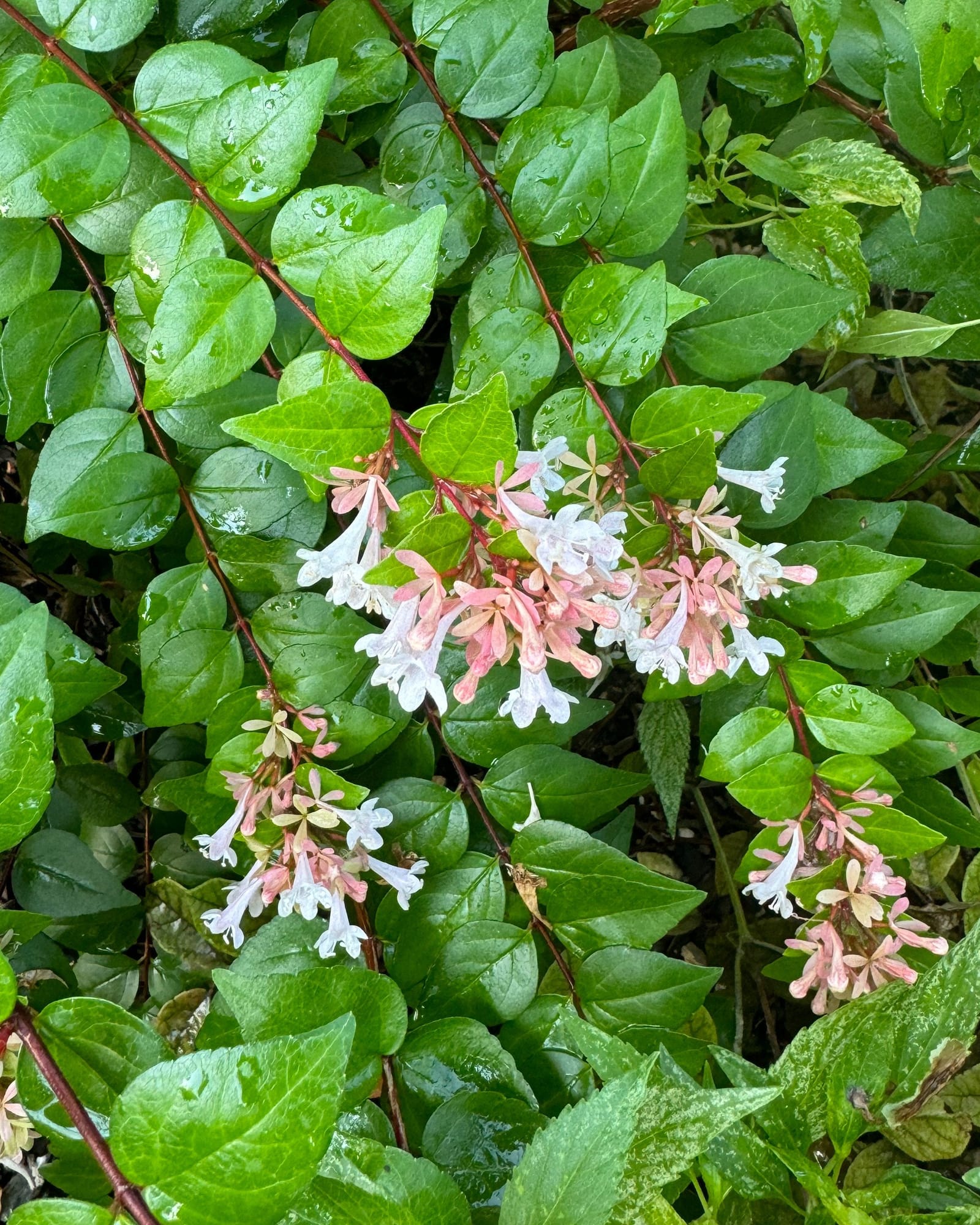 Rose Creek Abelia