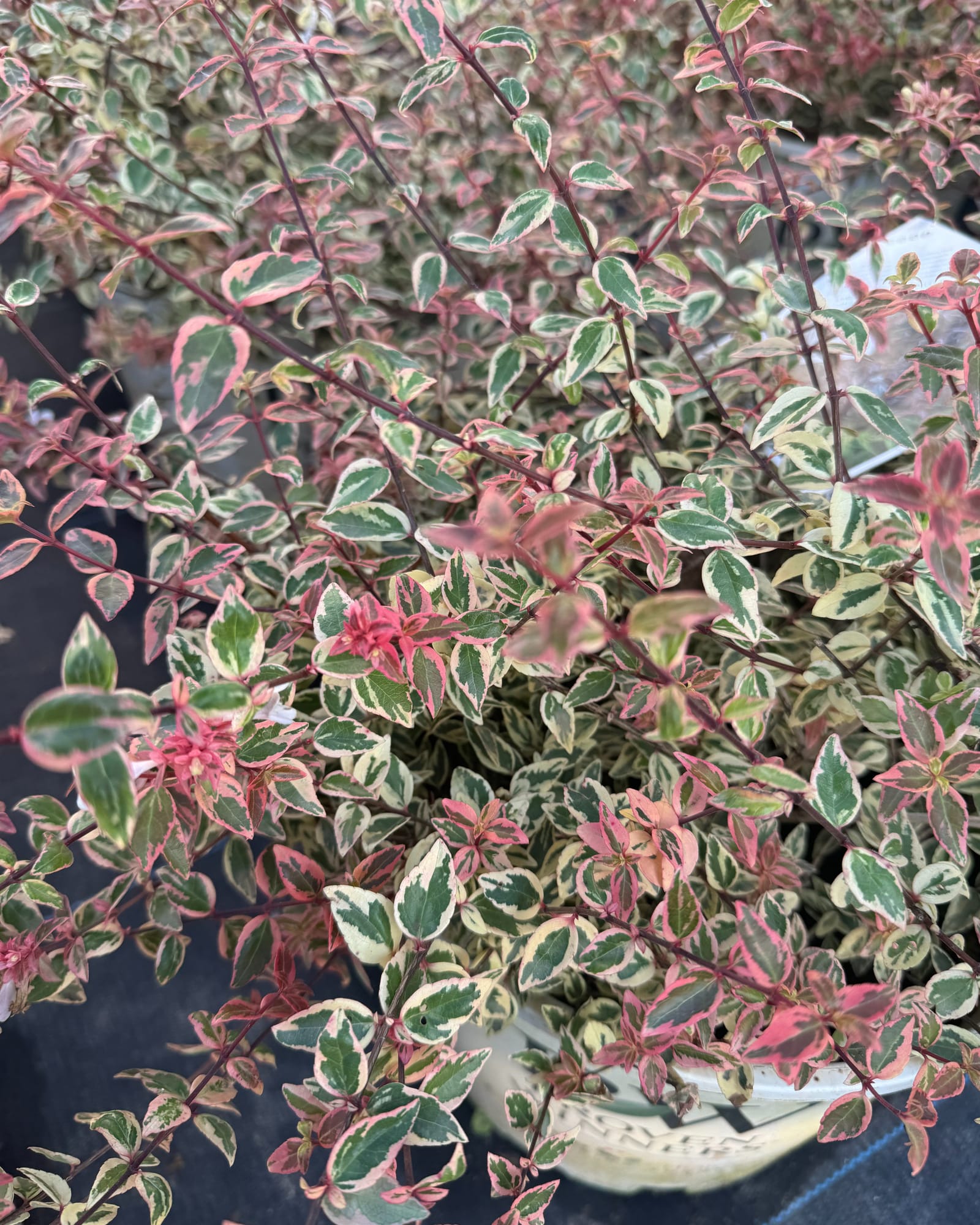 Tres Amigos Abelia