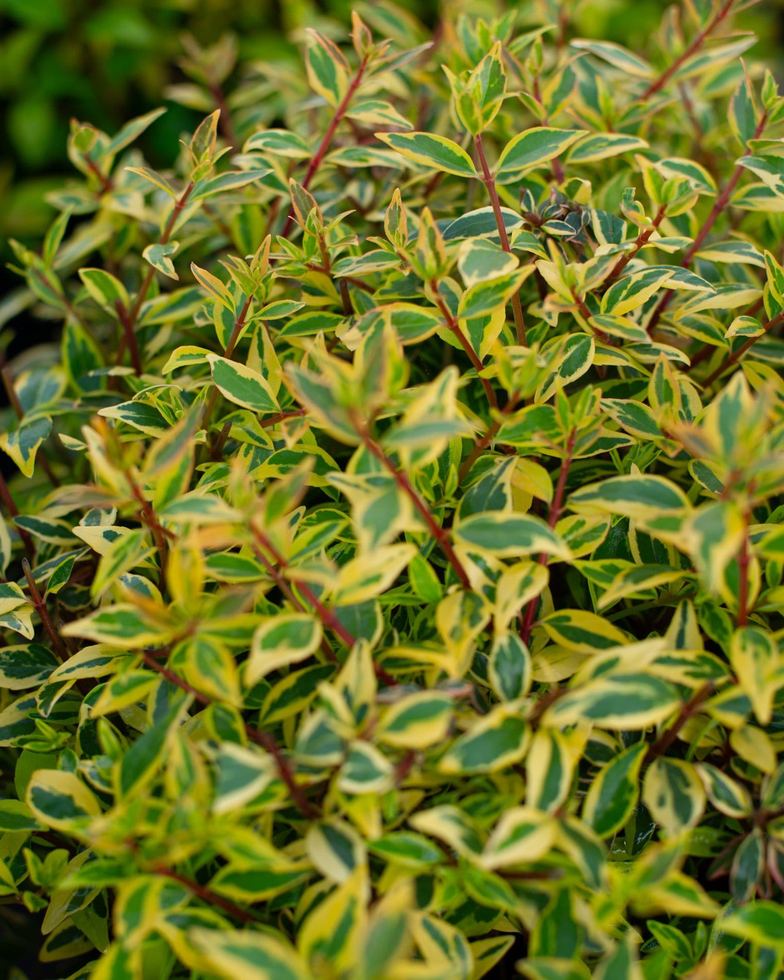 Twist of Orange Abelia