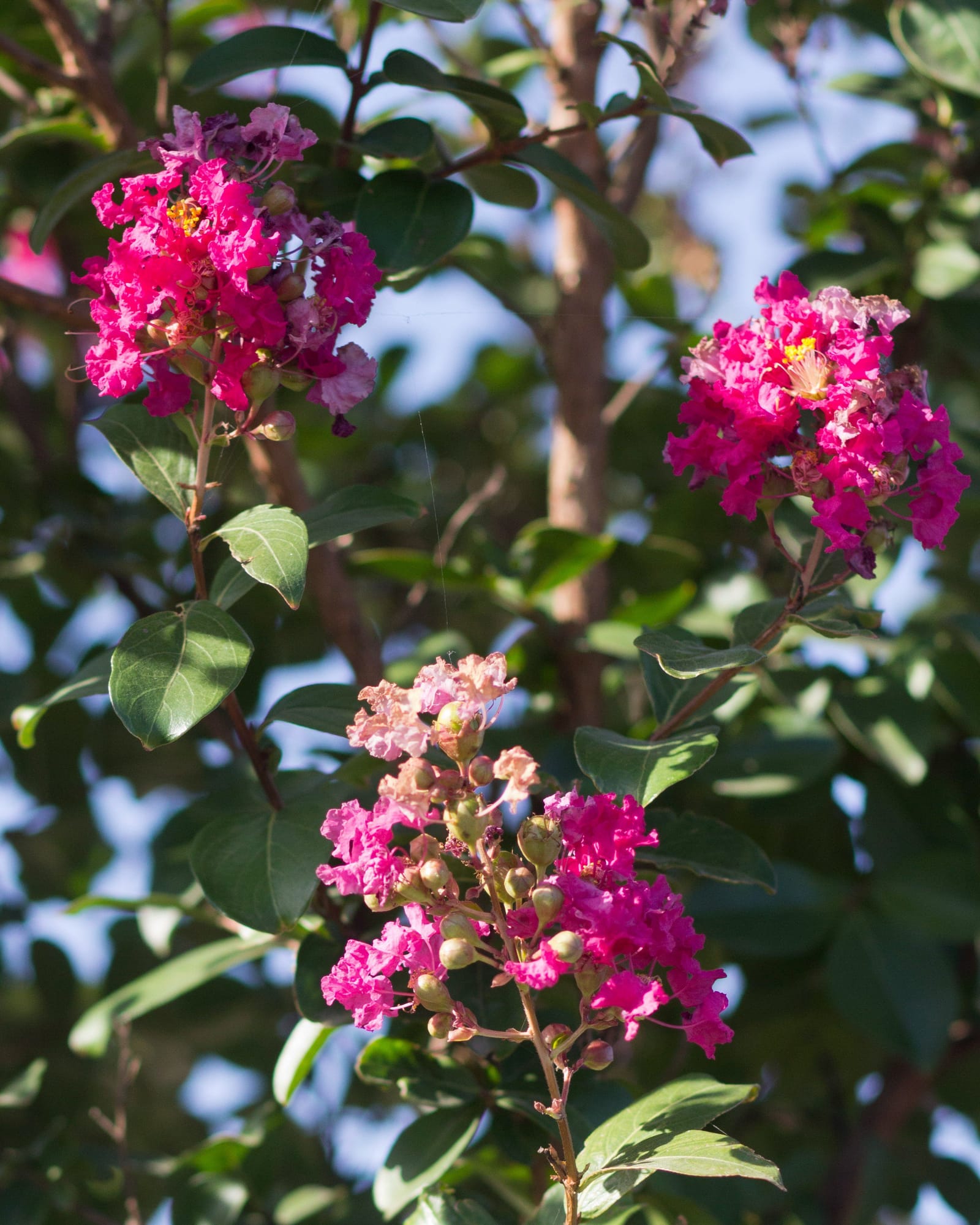 Tonto Crape Myrtle