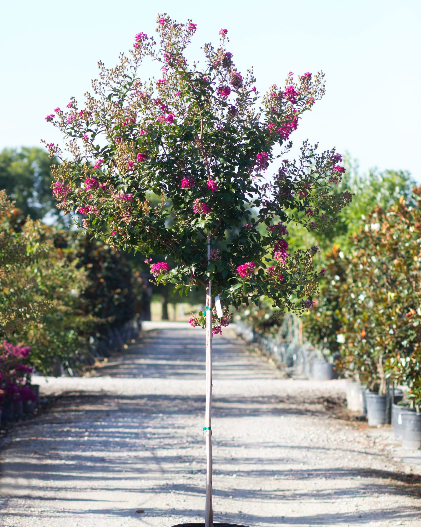Tonto Crape Myrtle Single Trunk