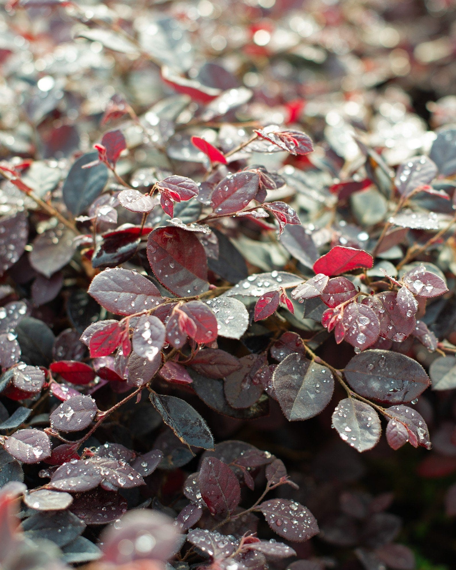 Purple Diamond Loropetalum