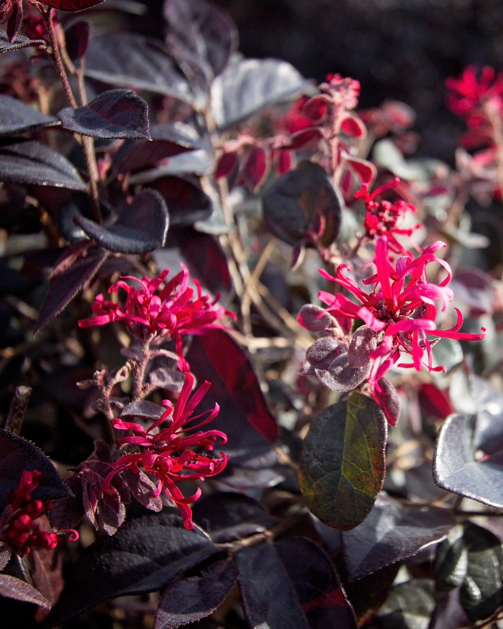 Red Chocolate Loropetalum