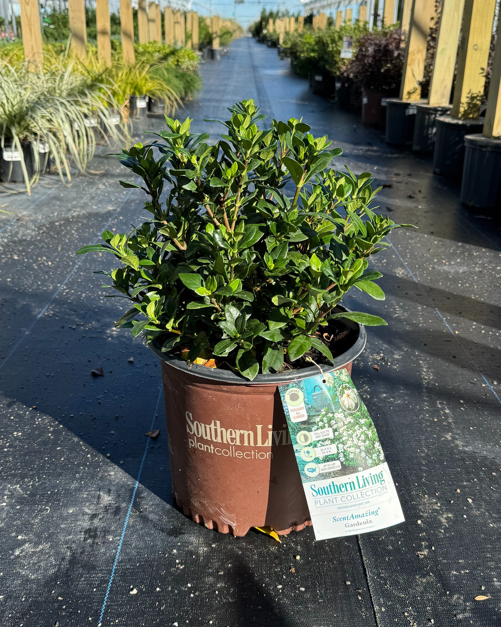 ScentAmazing Gardenia - Main Image