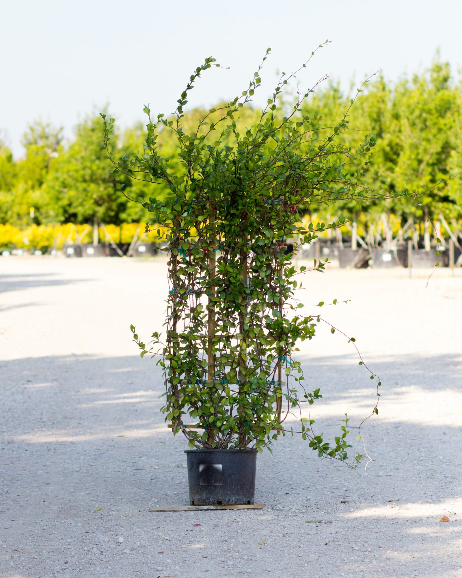 Star Jasmine Espalier - Main Image