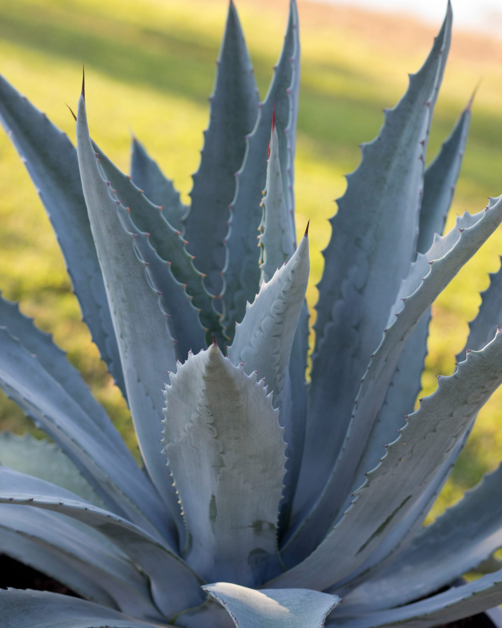 Tequila Agave
