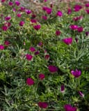 Trailing Winecup Mallow thumbnail 1