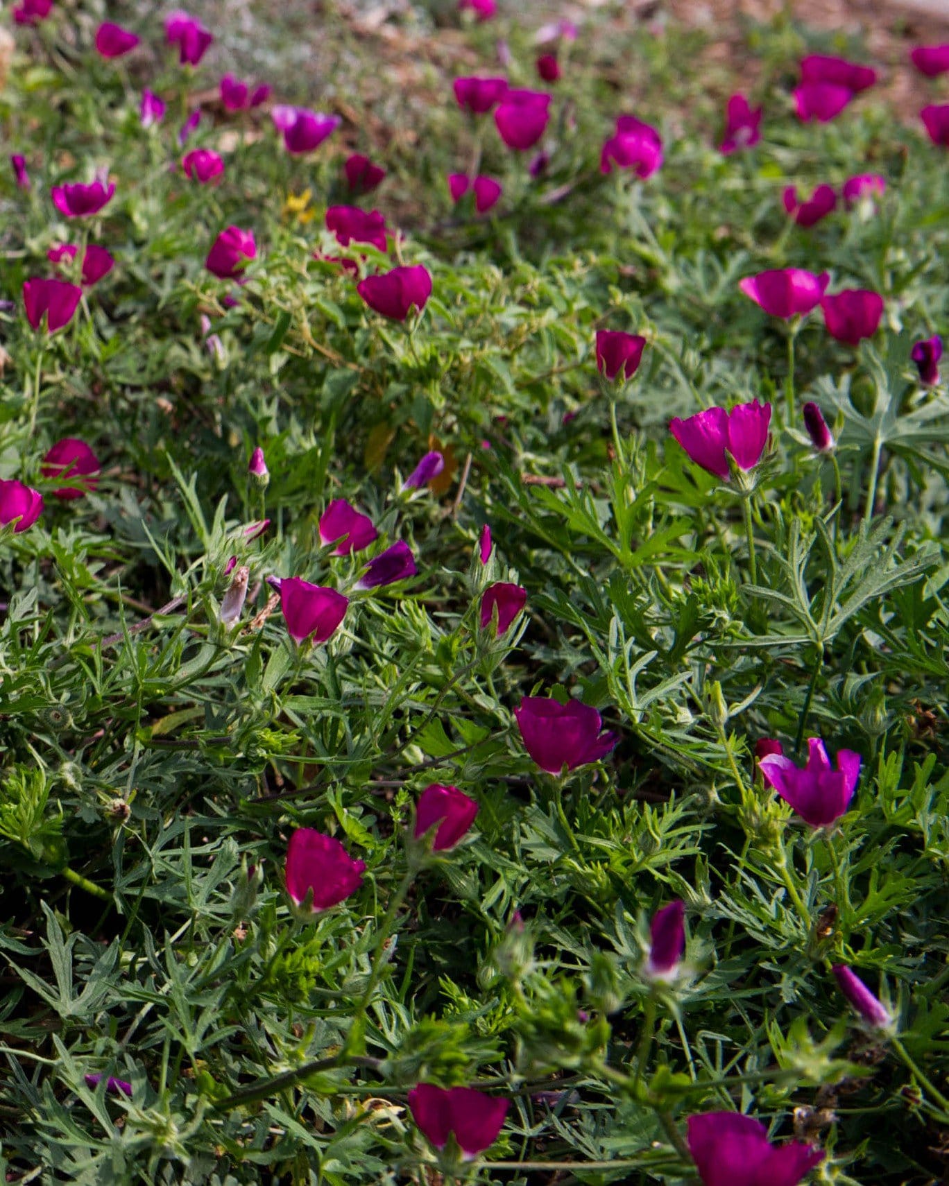 Trailing Winecup Mallow