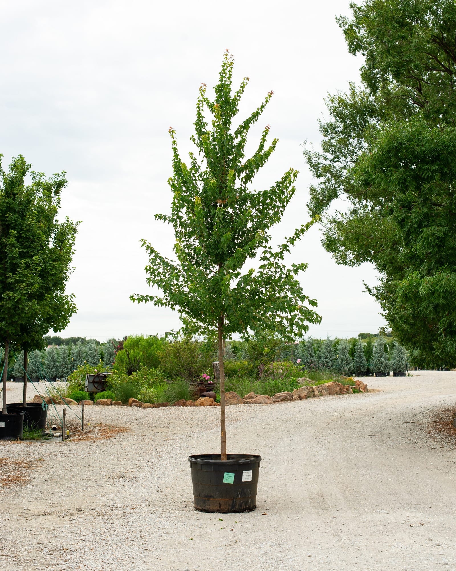 Trident Maple Aeryn