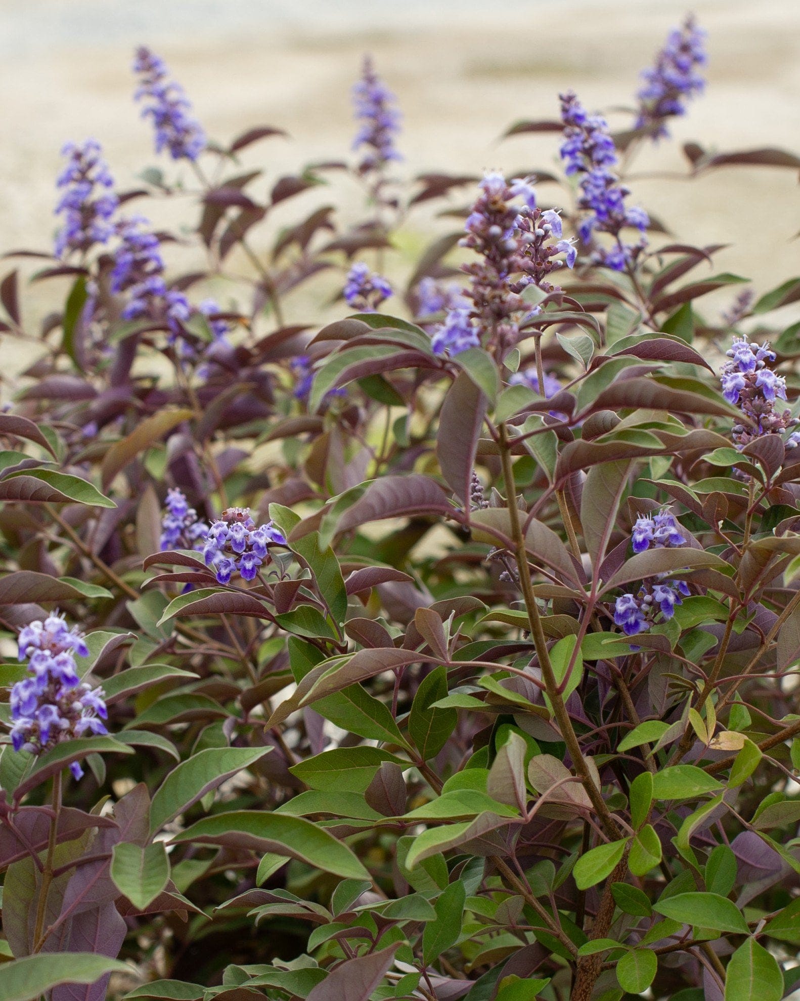 Vitex Flip Side
