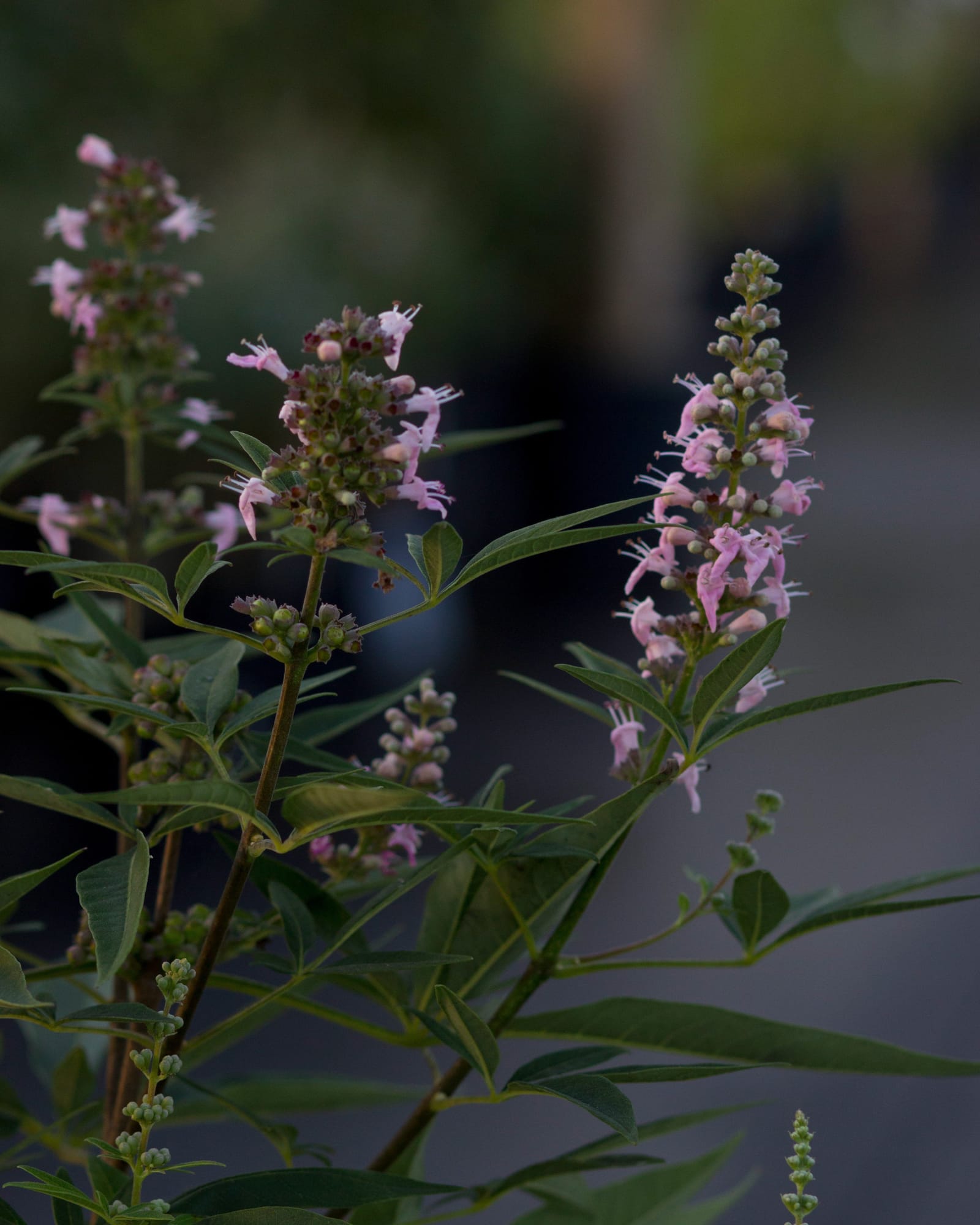 Vitex Galactic Pink