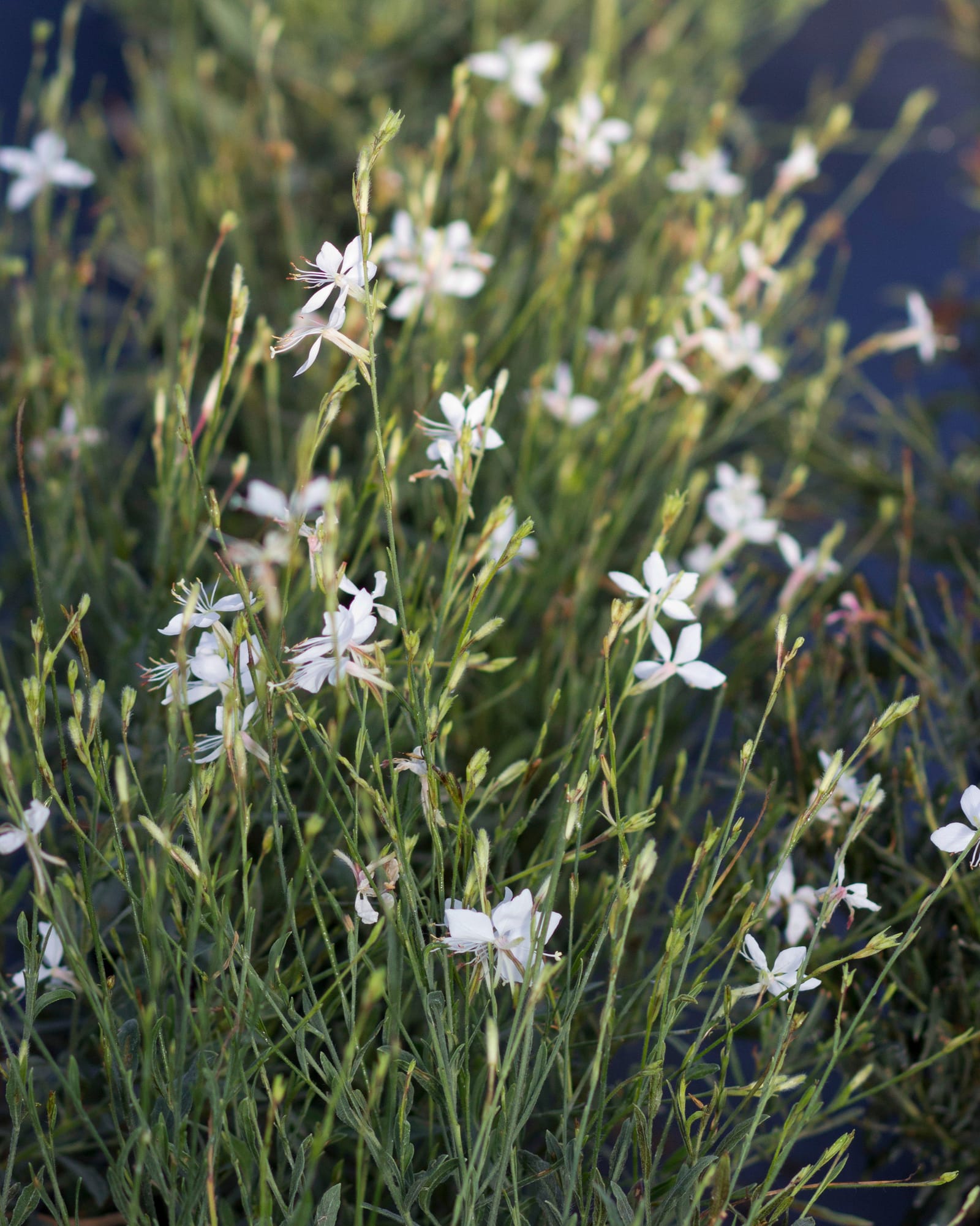 Whirling Butterflies Gaura - Main Image
