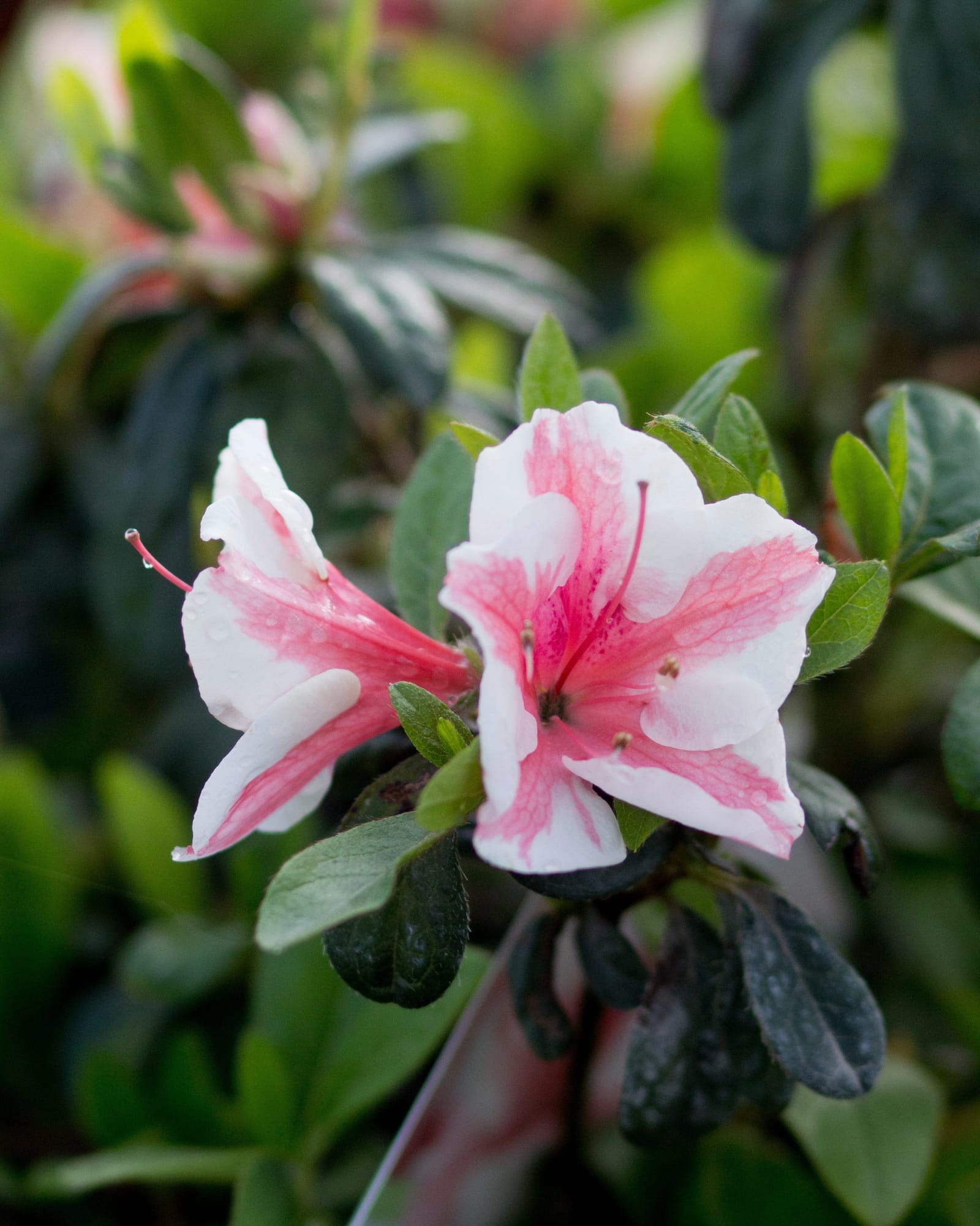 Encore Azalea Autumn Starburst