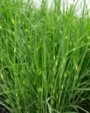 Little Zebra Miscanthus thumbnail 2