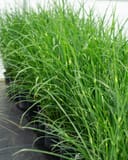 Little Zebra Miscanthus thumbnail 4