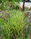 Little Zebra Miscanthus thumbnail 5