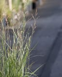 Heavy Metal Switch Grass thumbnail 5