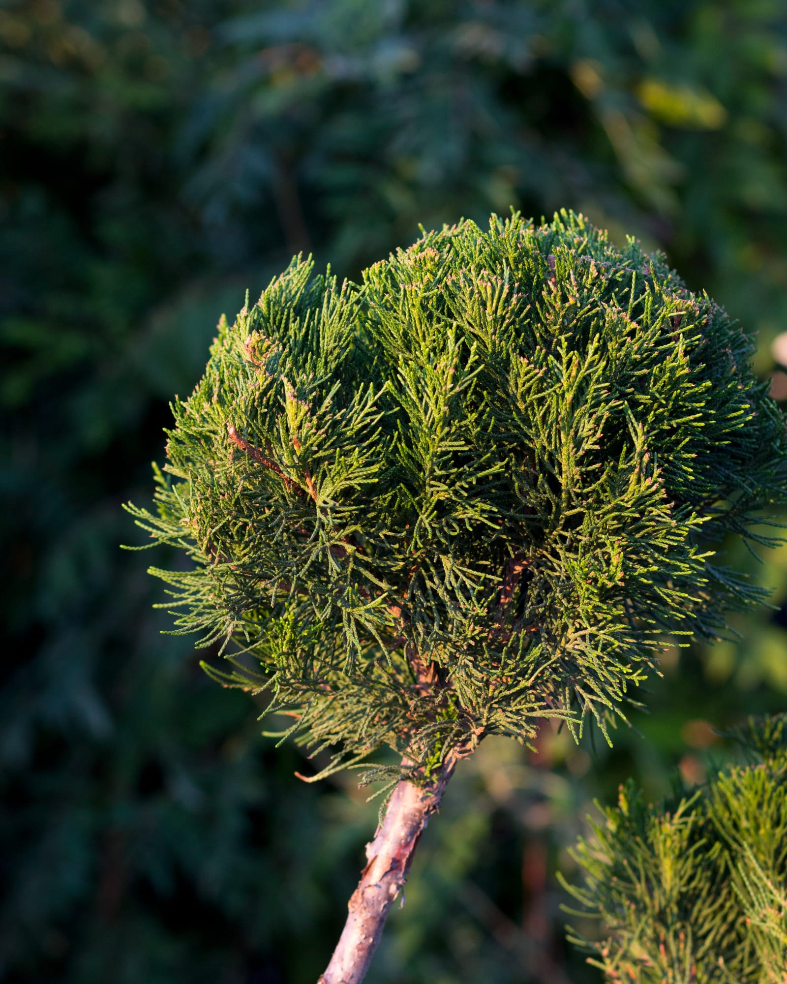 Sea Green Juniper Pom Pom - view 3